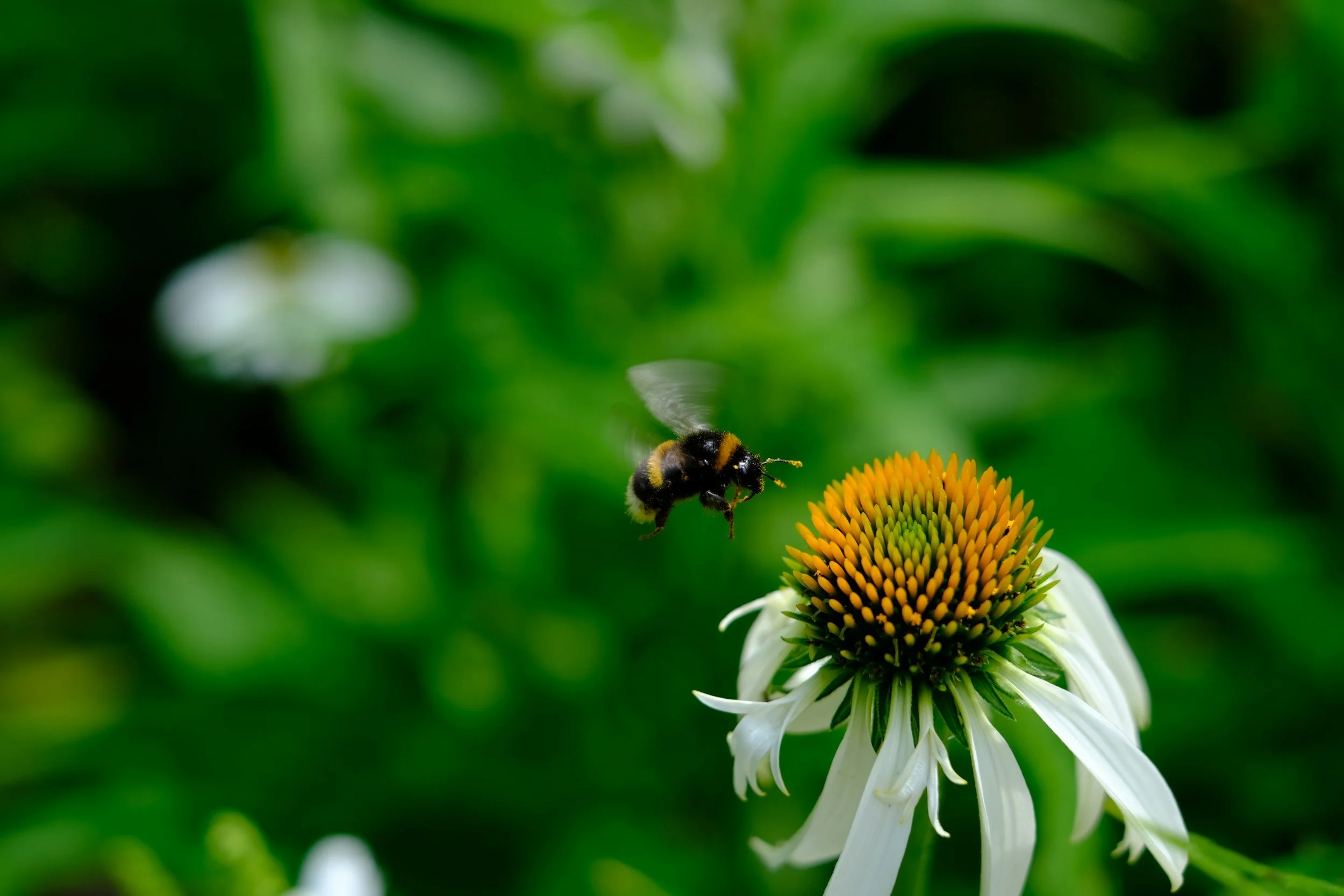 macro zoom photo of a bumbleebee just about to land on a flower