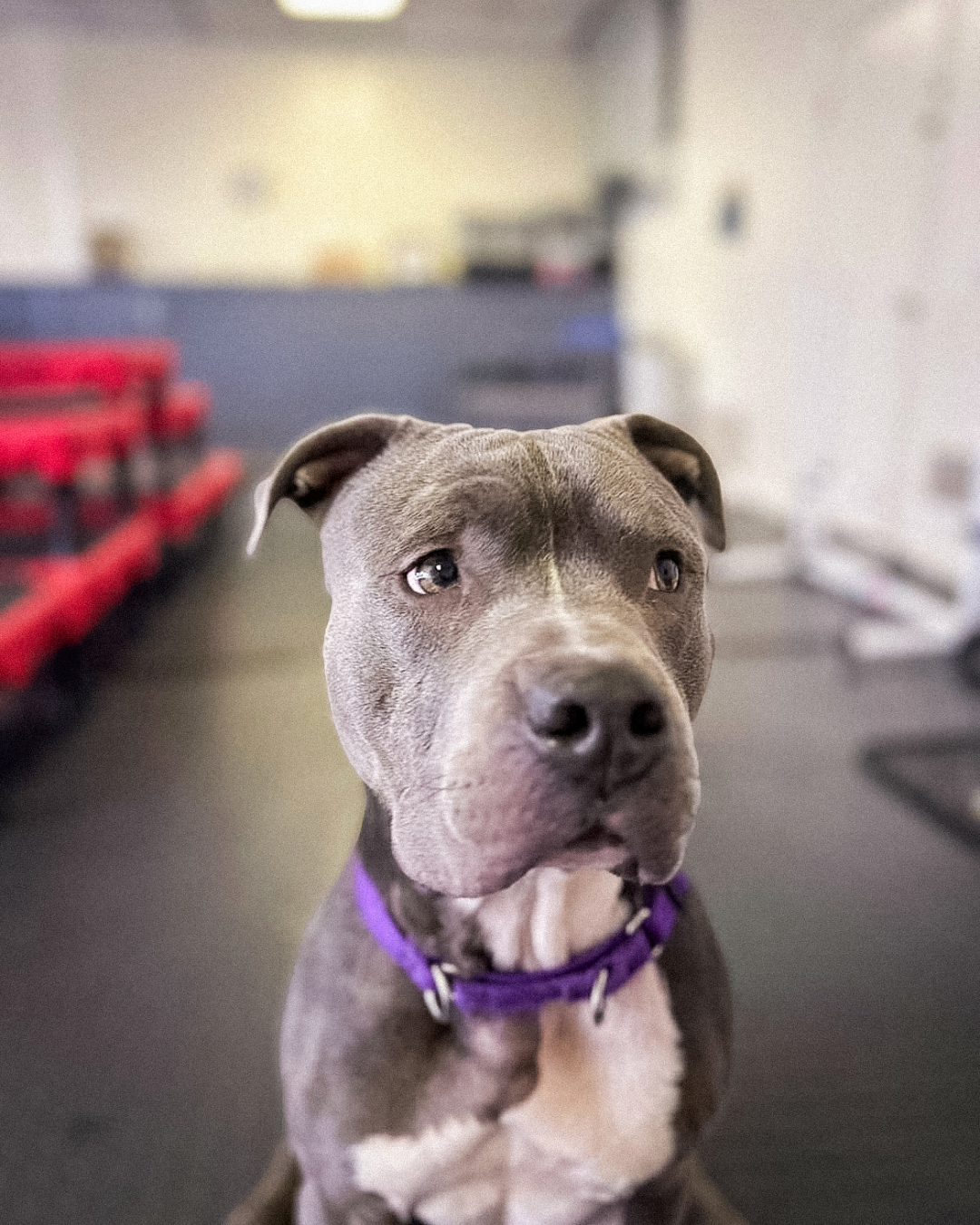 A young pitbull dog with gray fur and a white chest, wearing a purple collar, looking at the camera with a slightly sad expression inside an indoor space.