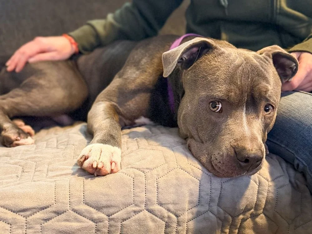 A brown and white pitbull dog resting with its head on a quilted blanket on a couch, with a person sitting nearby.