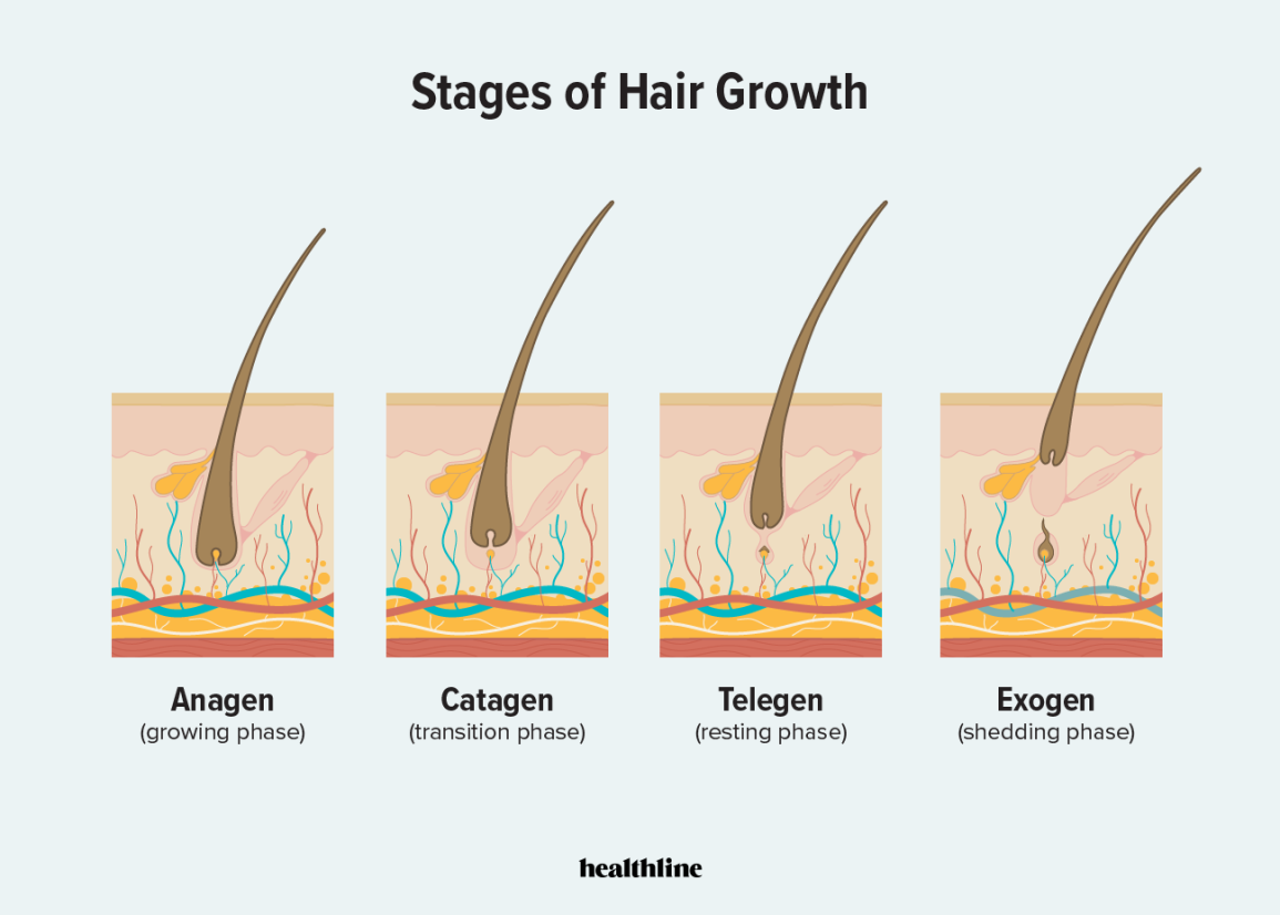 Diagram showing the four stages of hair growth: Anagen (growing phase), Catagen (transition phase), Telogen (resting phase), and Exogen (shedding phase).
