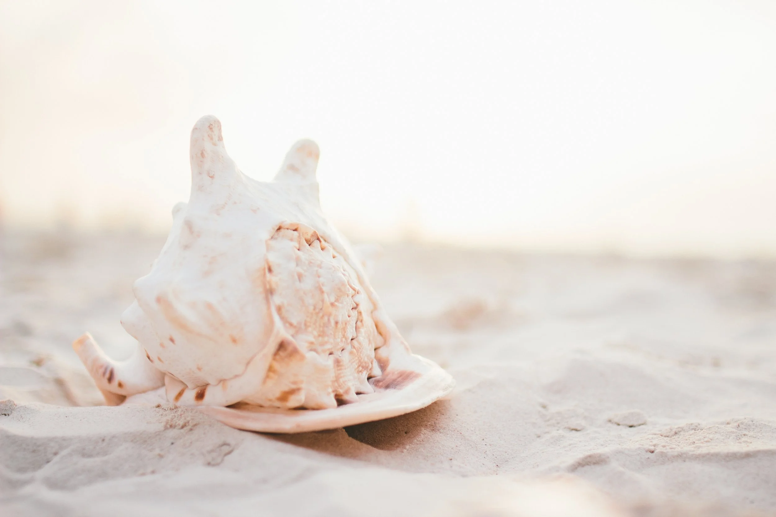 Close-up of a pink and white seashell on a sandy beach.