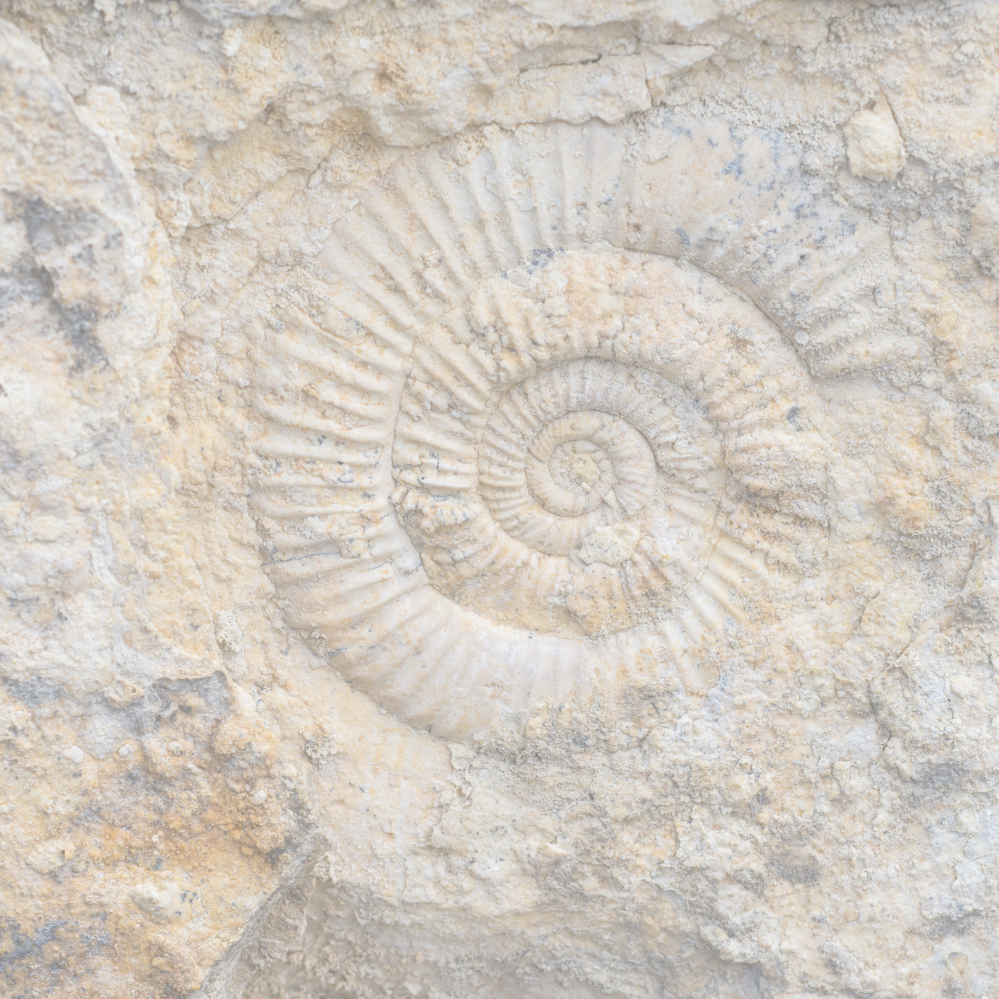 Ammonite fossil; spiral representing positive growth. Rina Belgraver, New Plymouth/Taranaki telehealth counselling