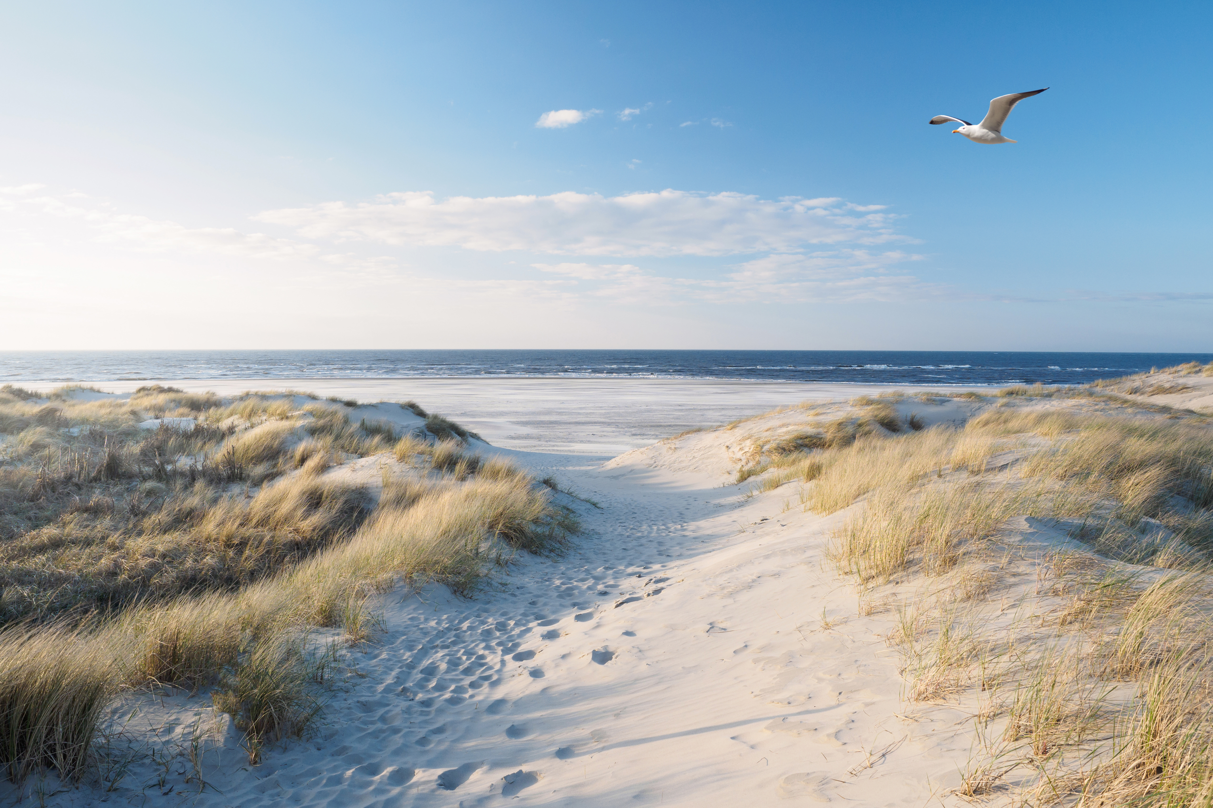 A sandy beach with dunes and grass, ocean waves in the distance, a seagull flying in the sky, and a partly cloudy day with sunlight.