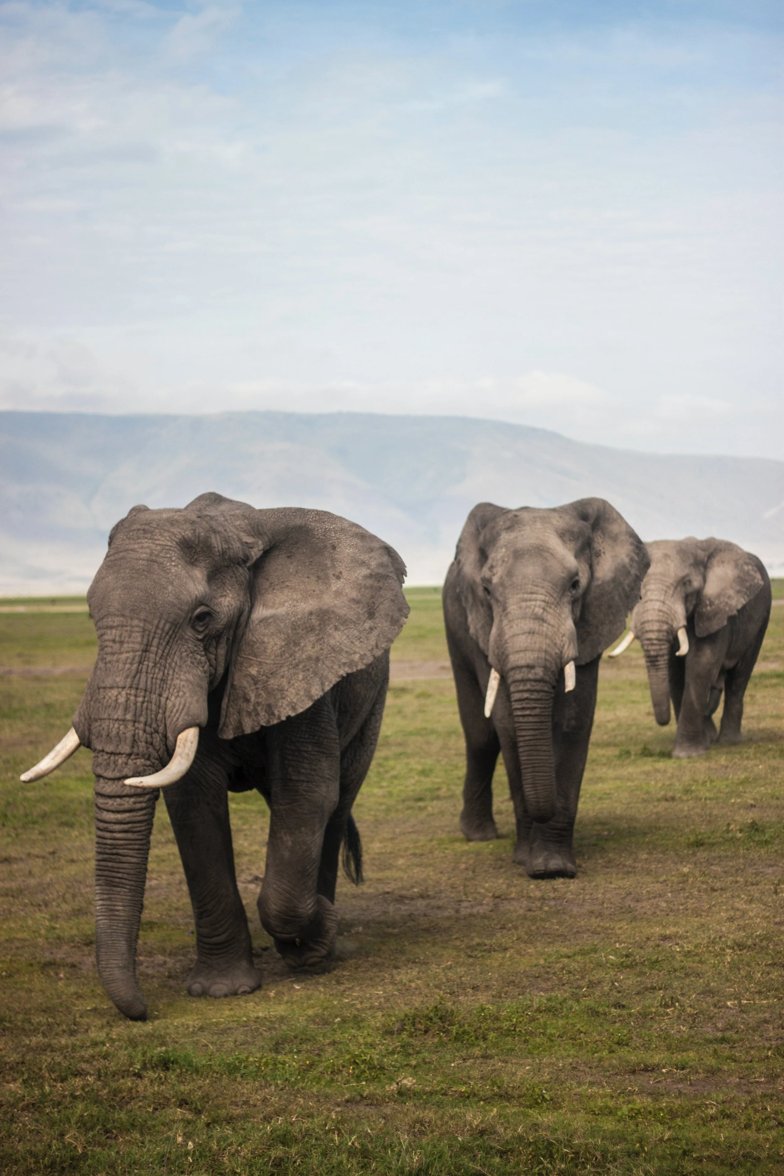 Elephants, steady and calm, gathering to help