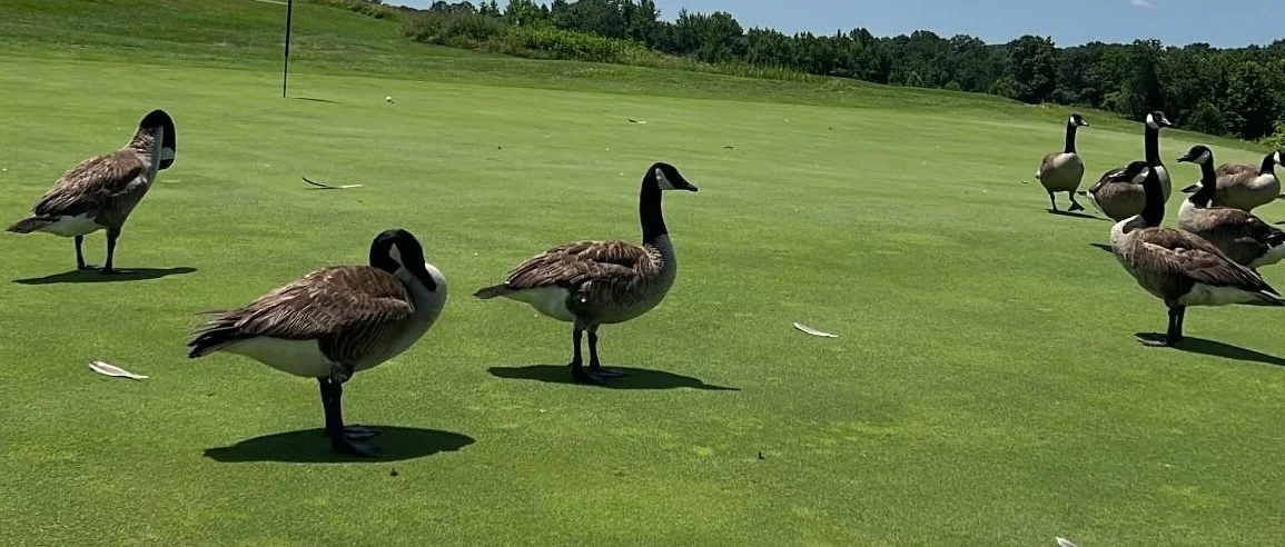 Traditional IRAs vs. Roth IRAs