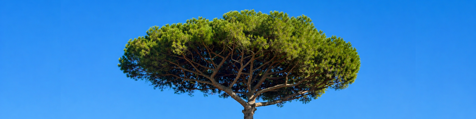 Single green tree with a broad, flat canopy against a clear blue sky.