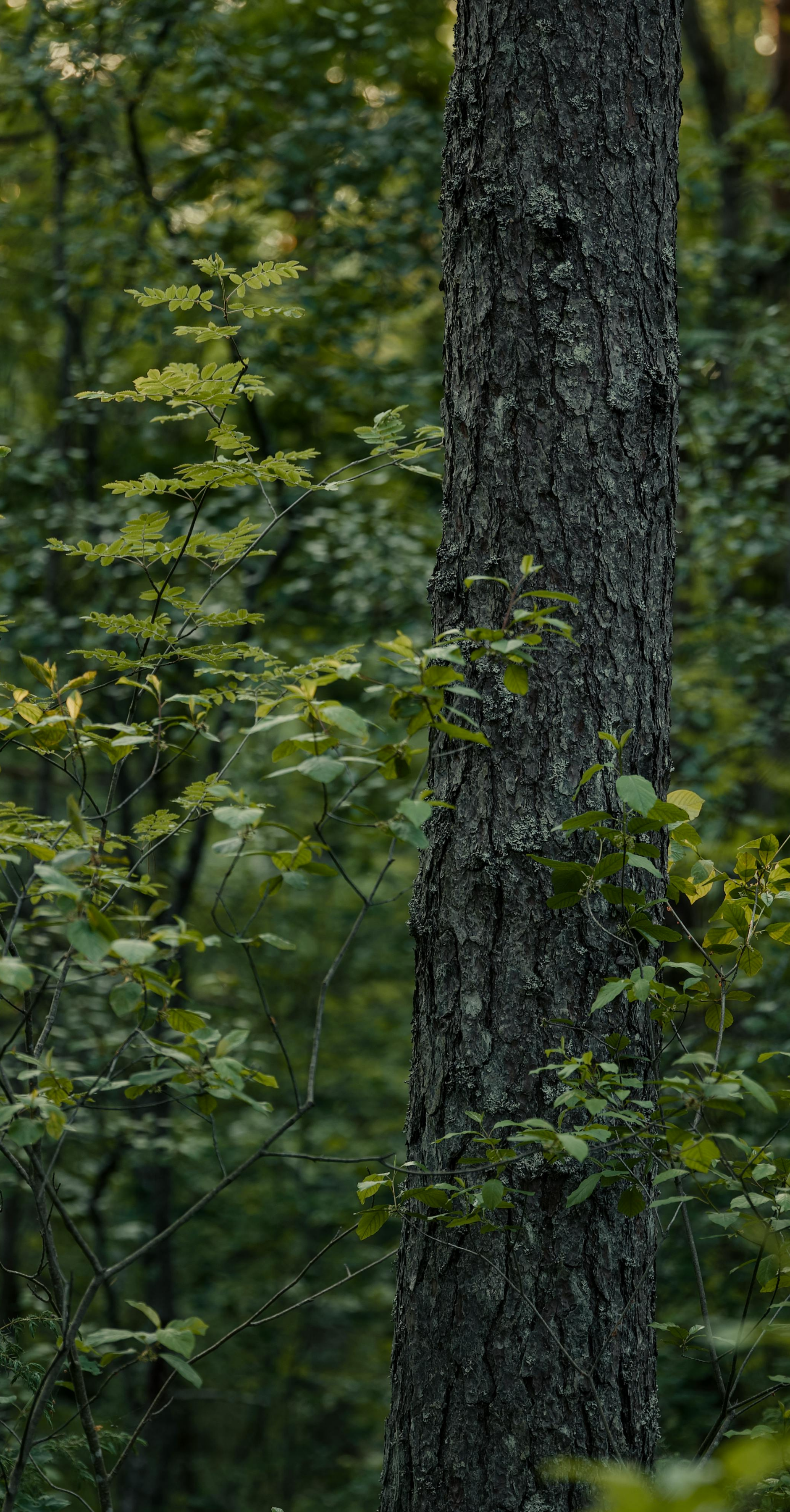 A close-up of a tree trunk with dark, textured bark surrounded by green leaves and foliage in a forest setting.
