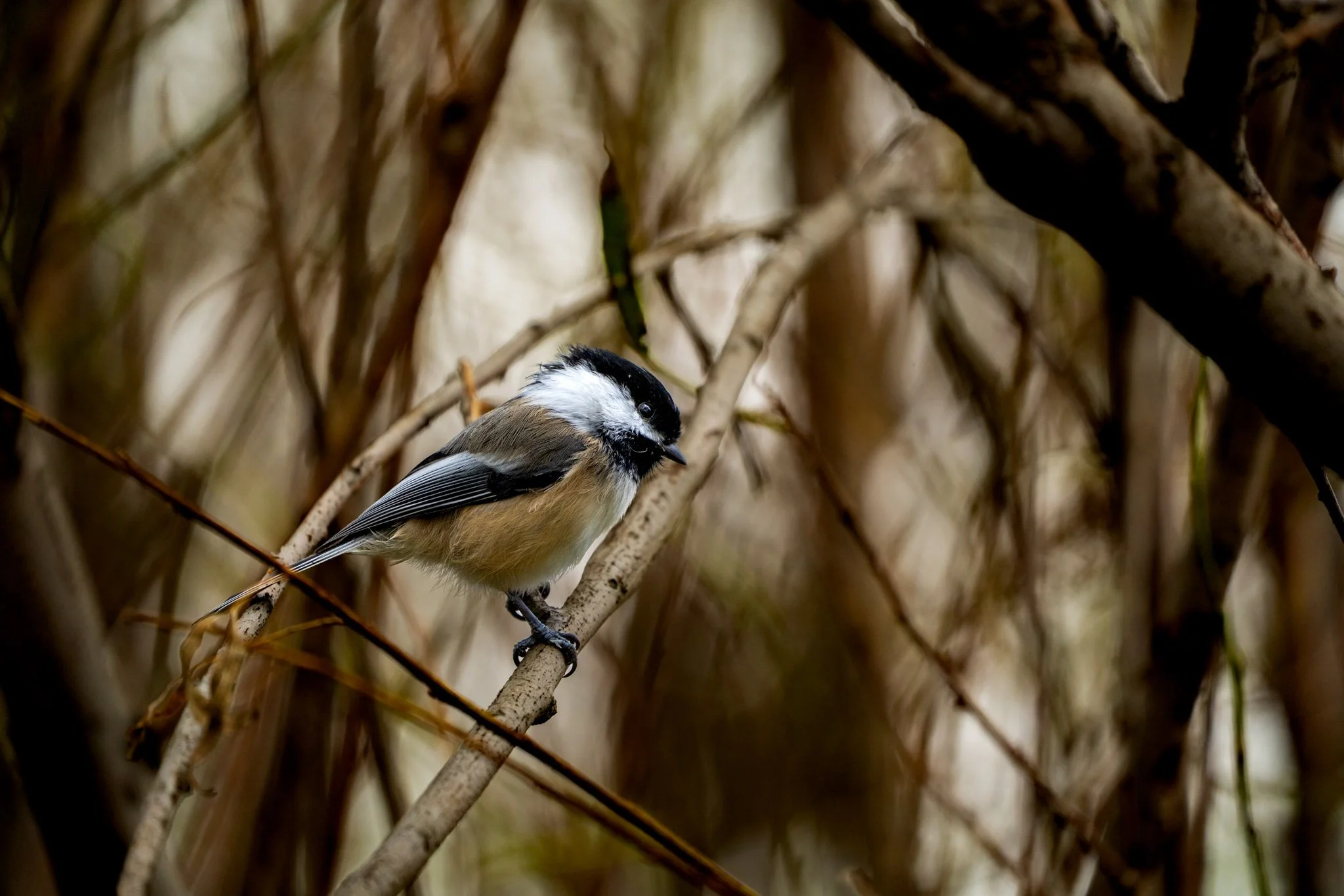 Fresh Adult Pacific - Black Capped Chickadee