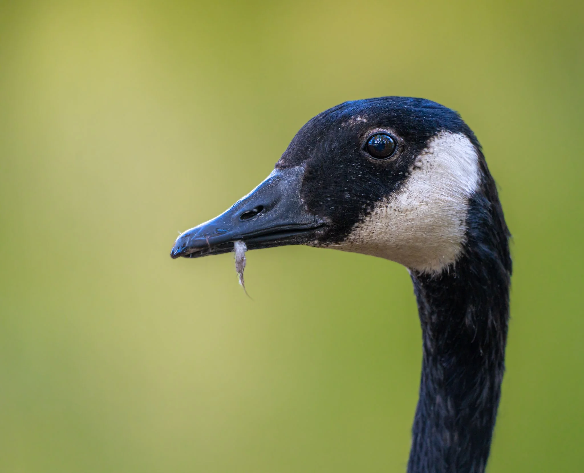 Canada Goose