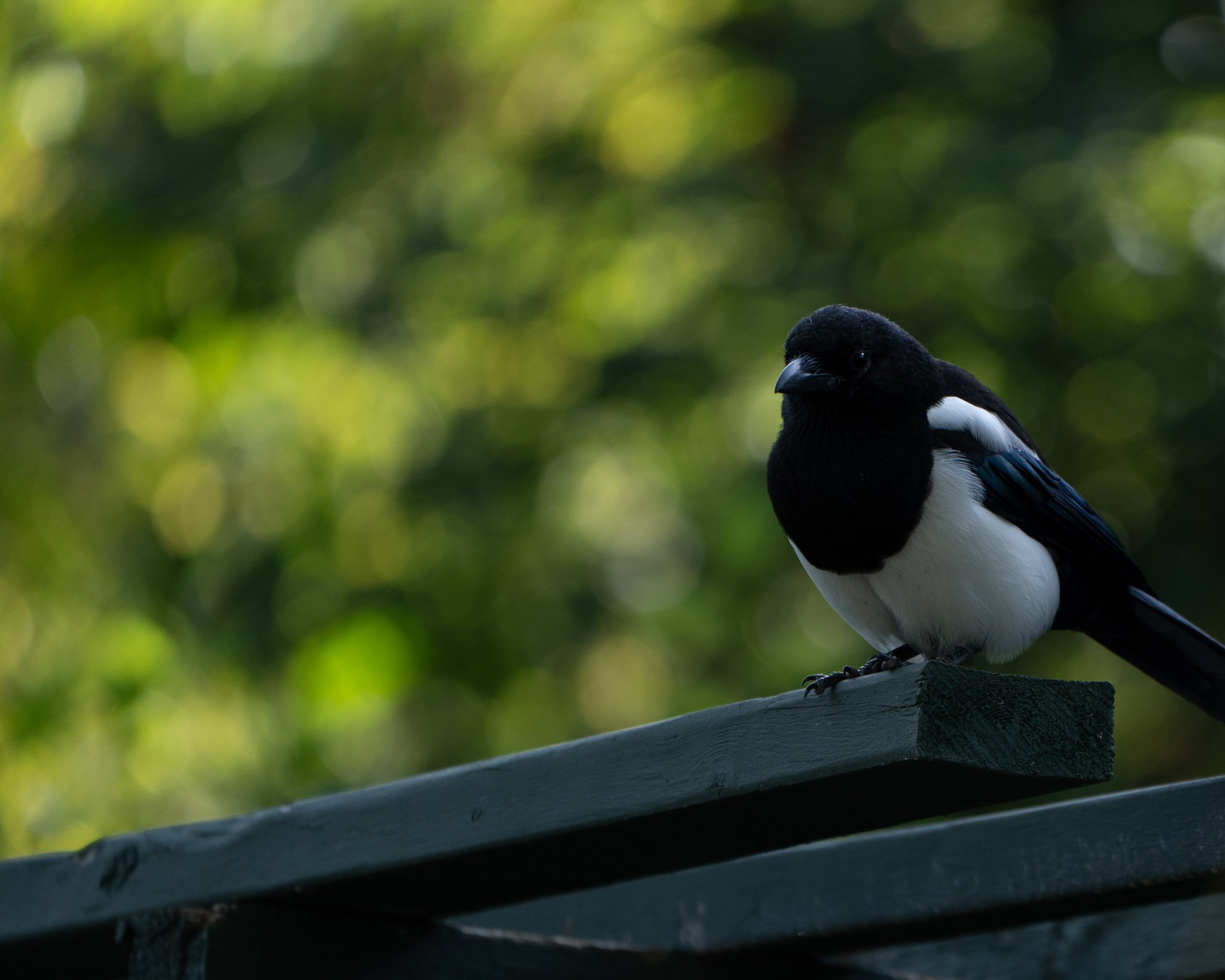 Black-Billed Magpie