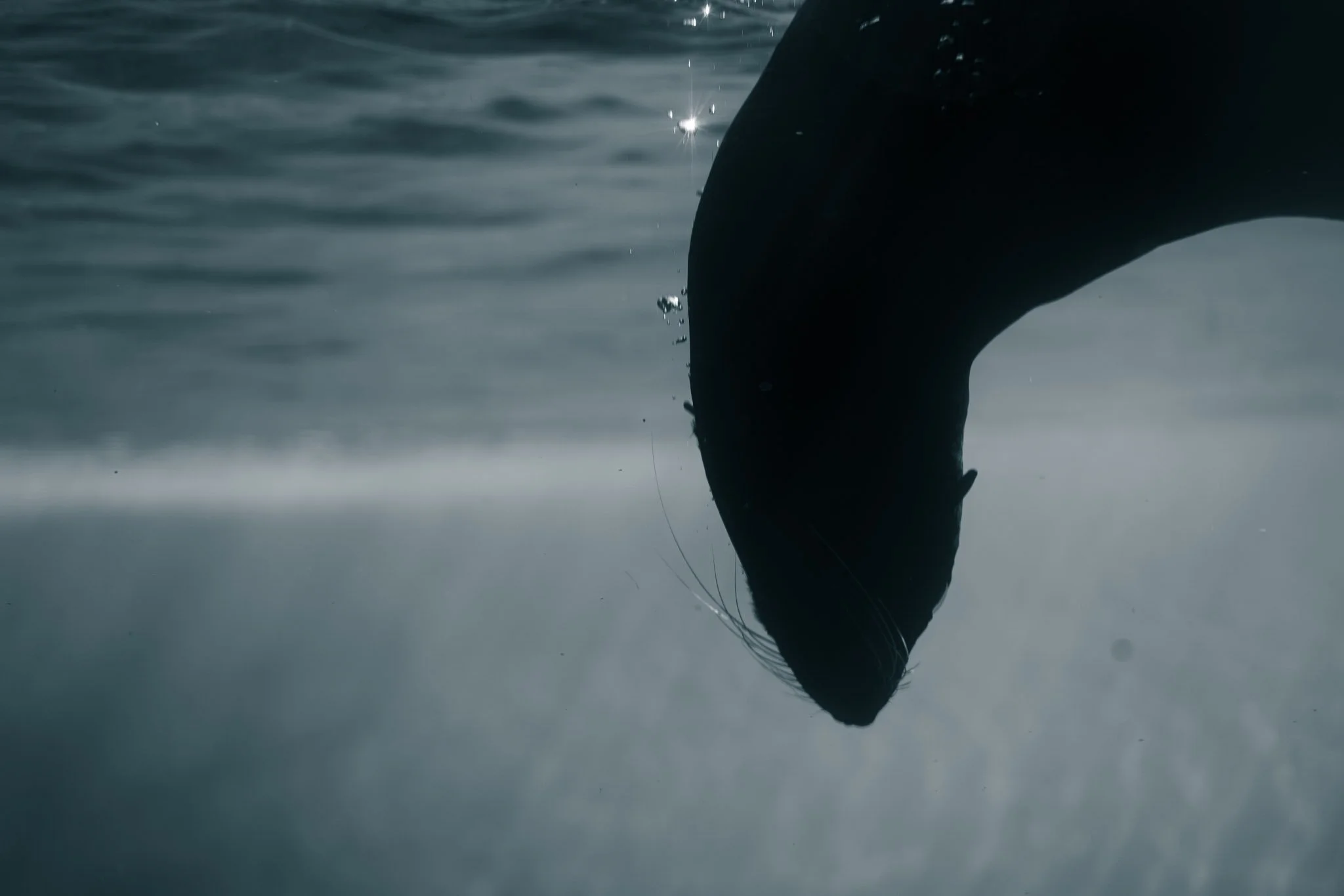 Harbour Seal