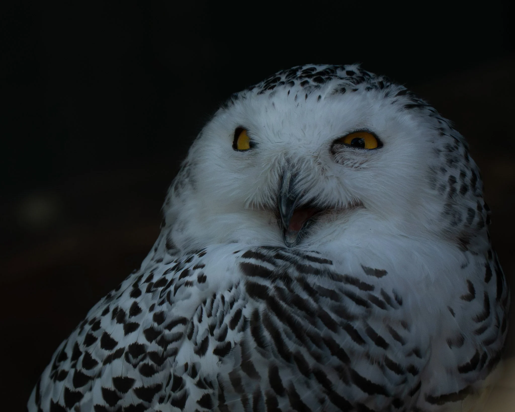 Snowy Owl