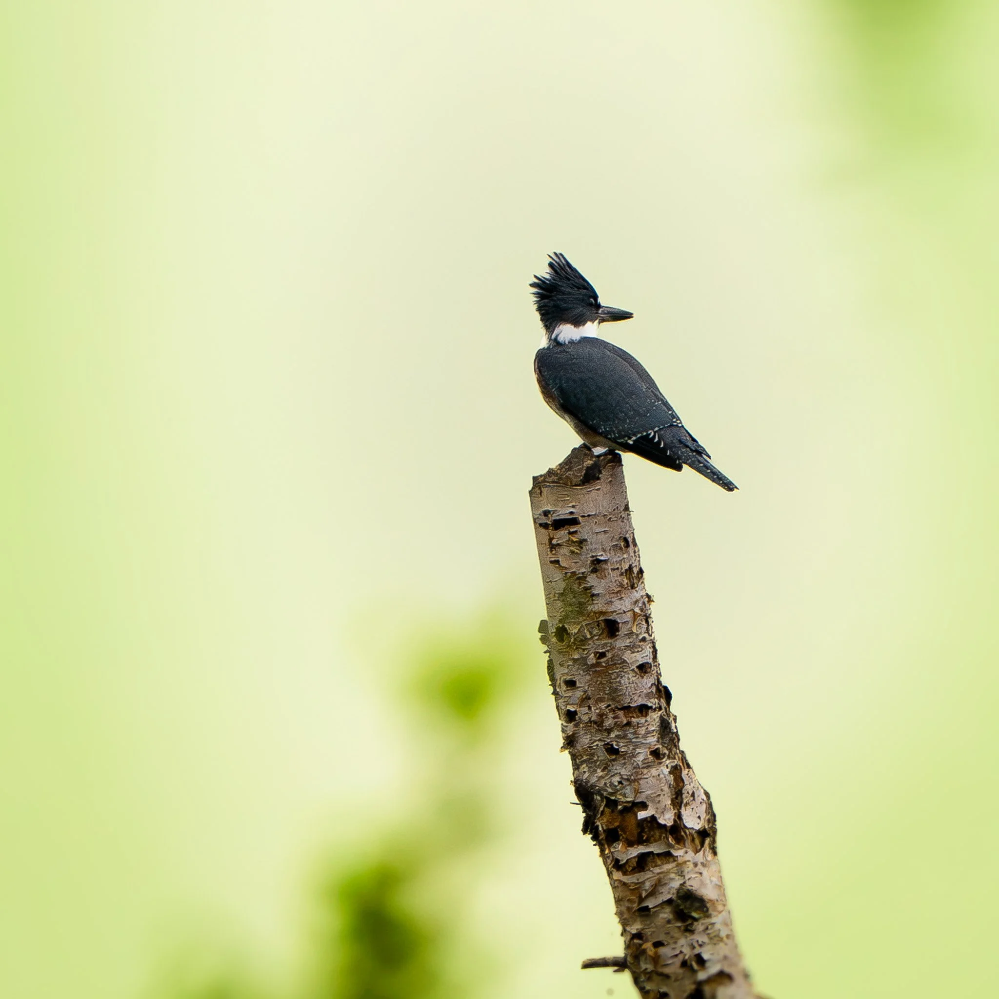 Belted Kingfisher