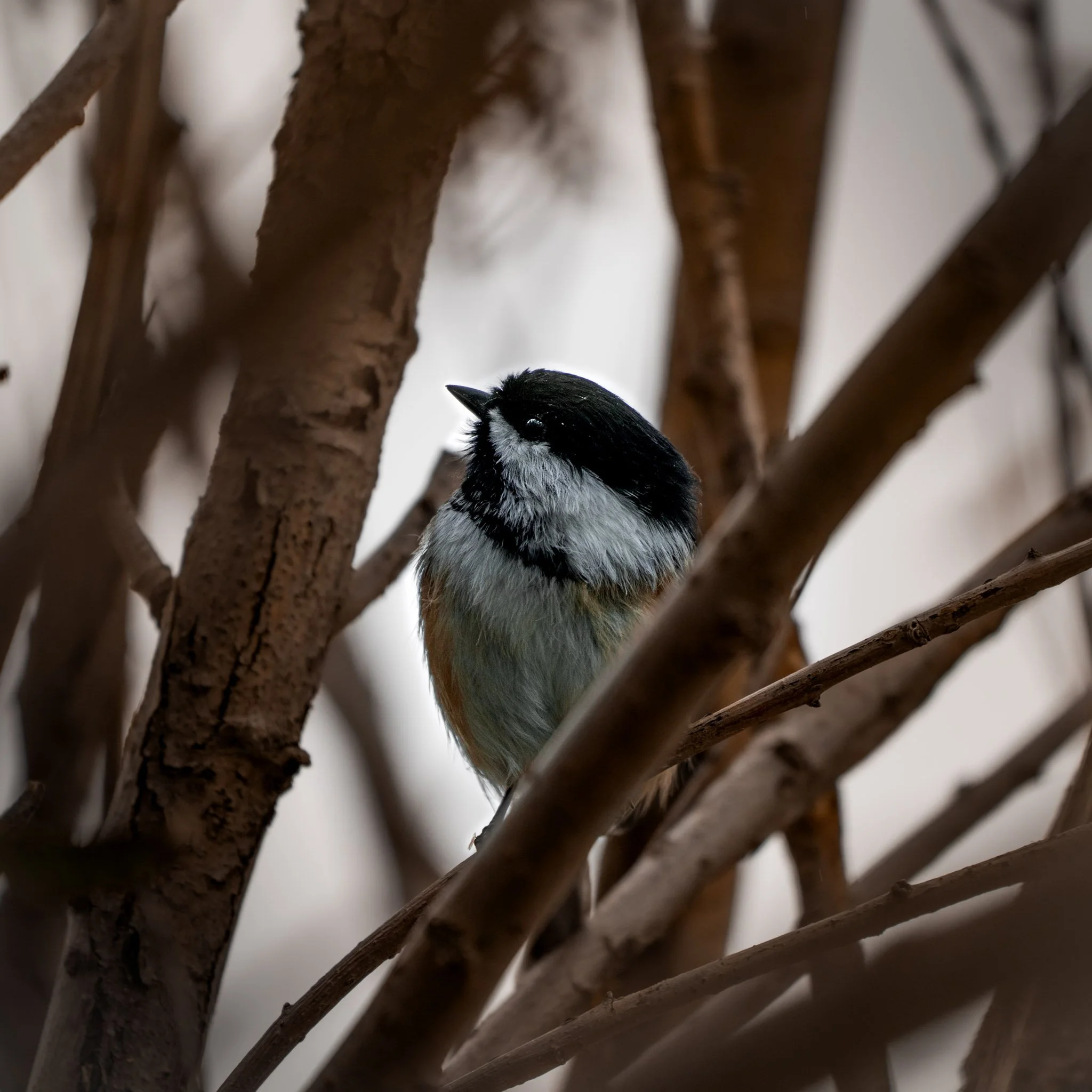Fresh Adult Pacific - Black Capped Chickadee