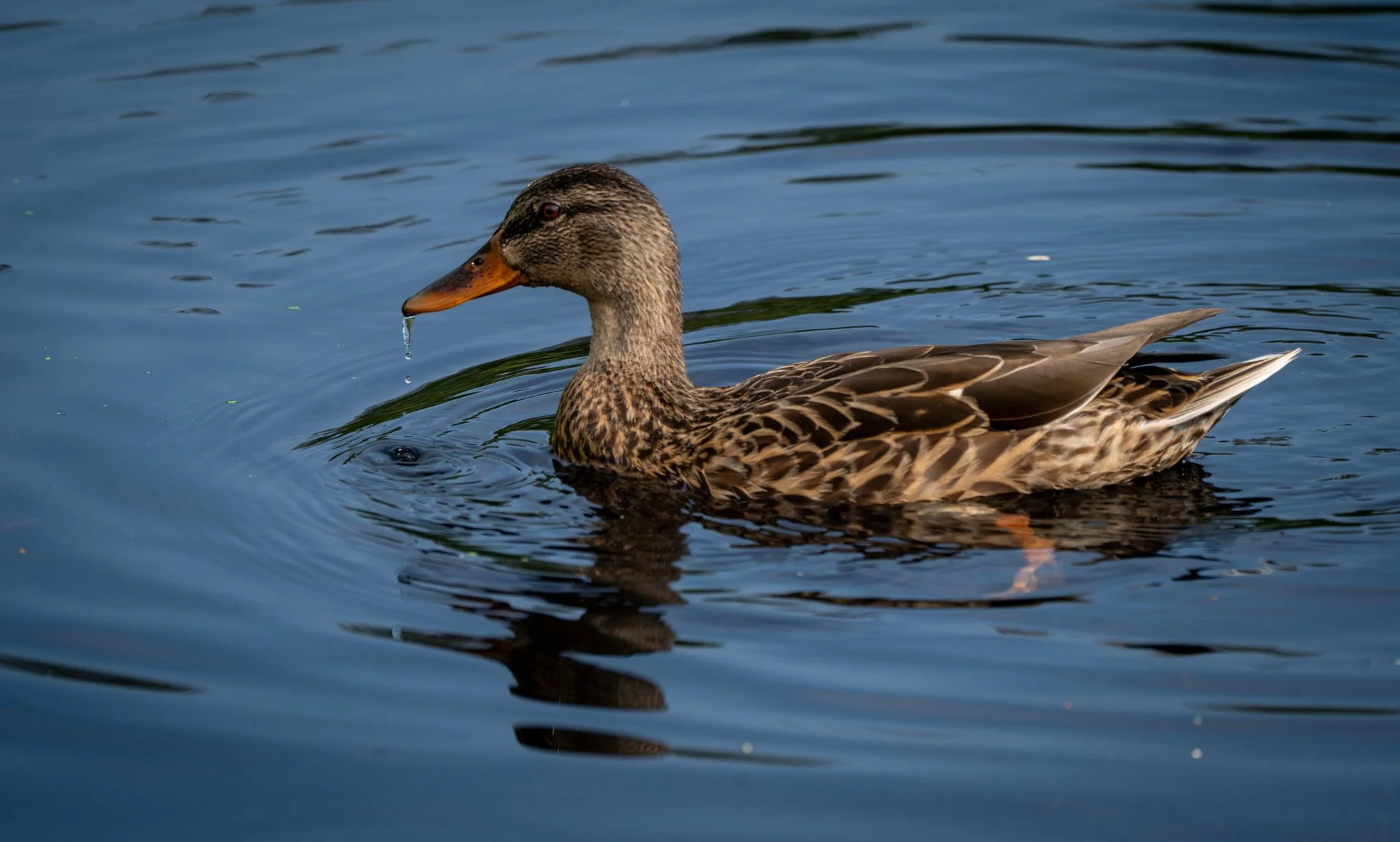 Mallard