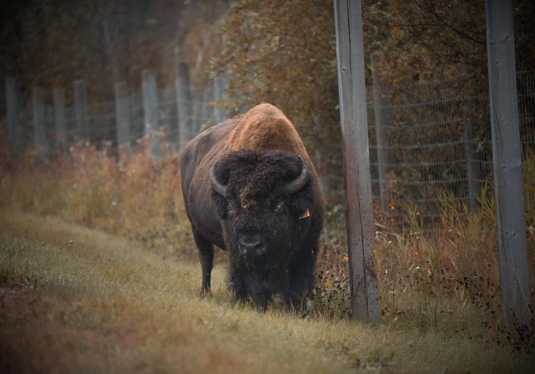 Plains Bison