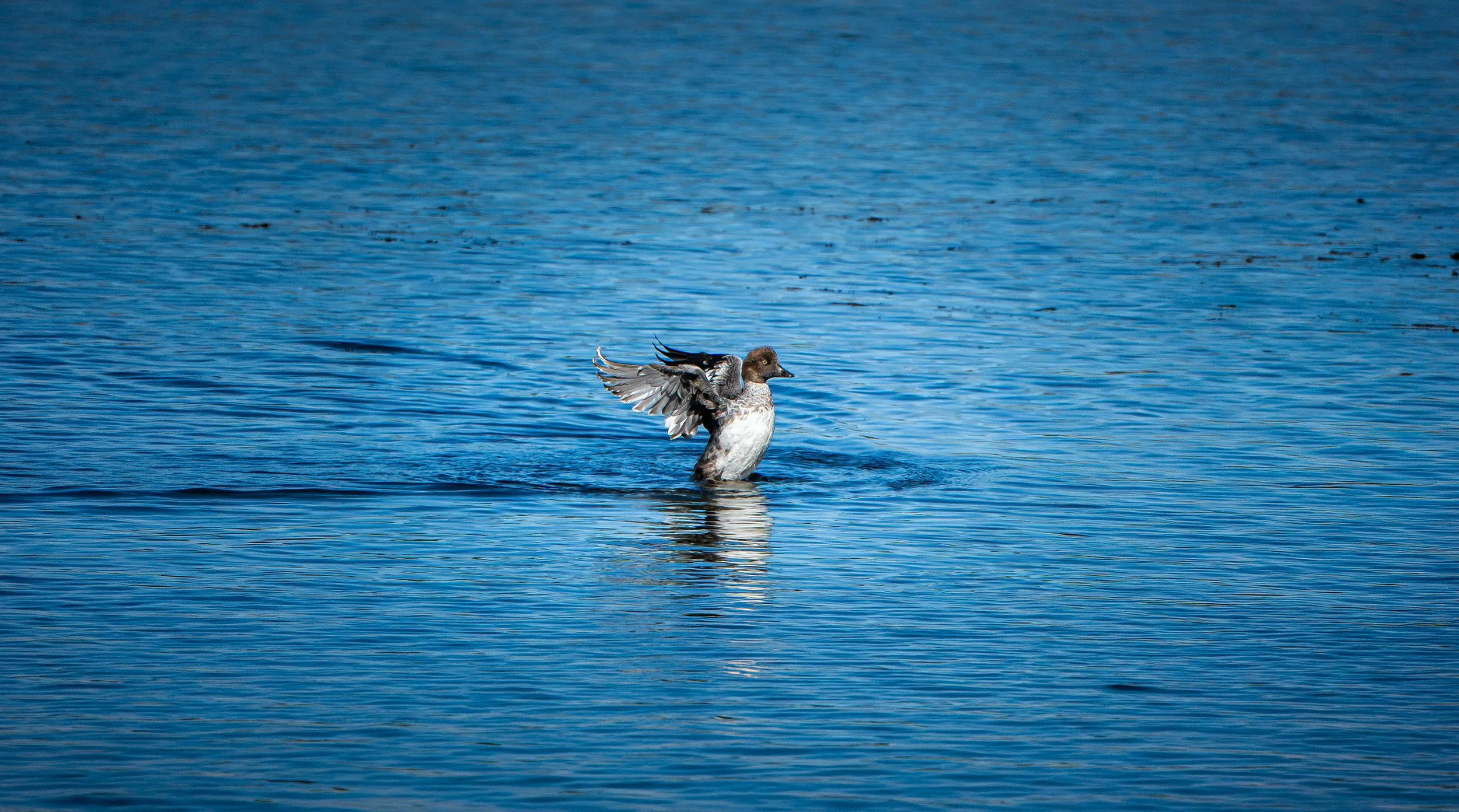 Female - Common Goldeneye