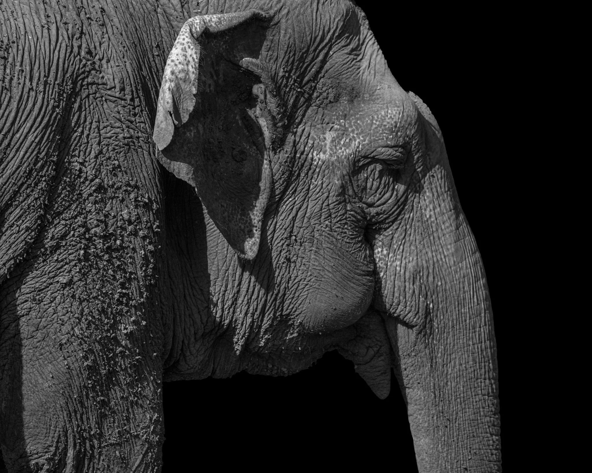 Lucy - Asian Elephant