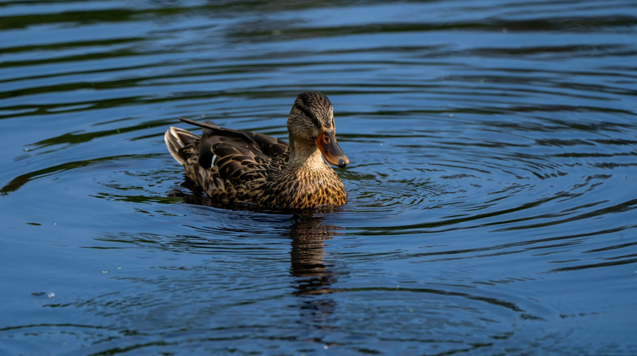 Mallard