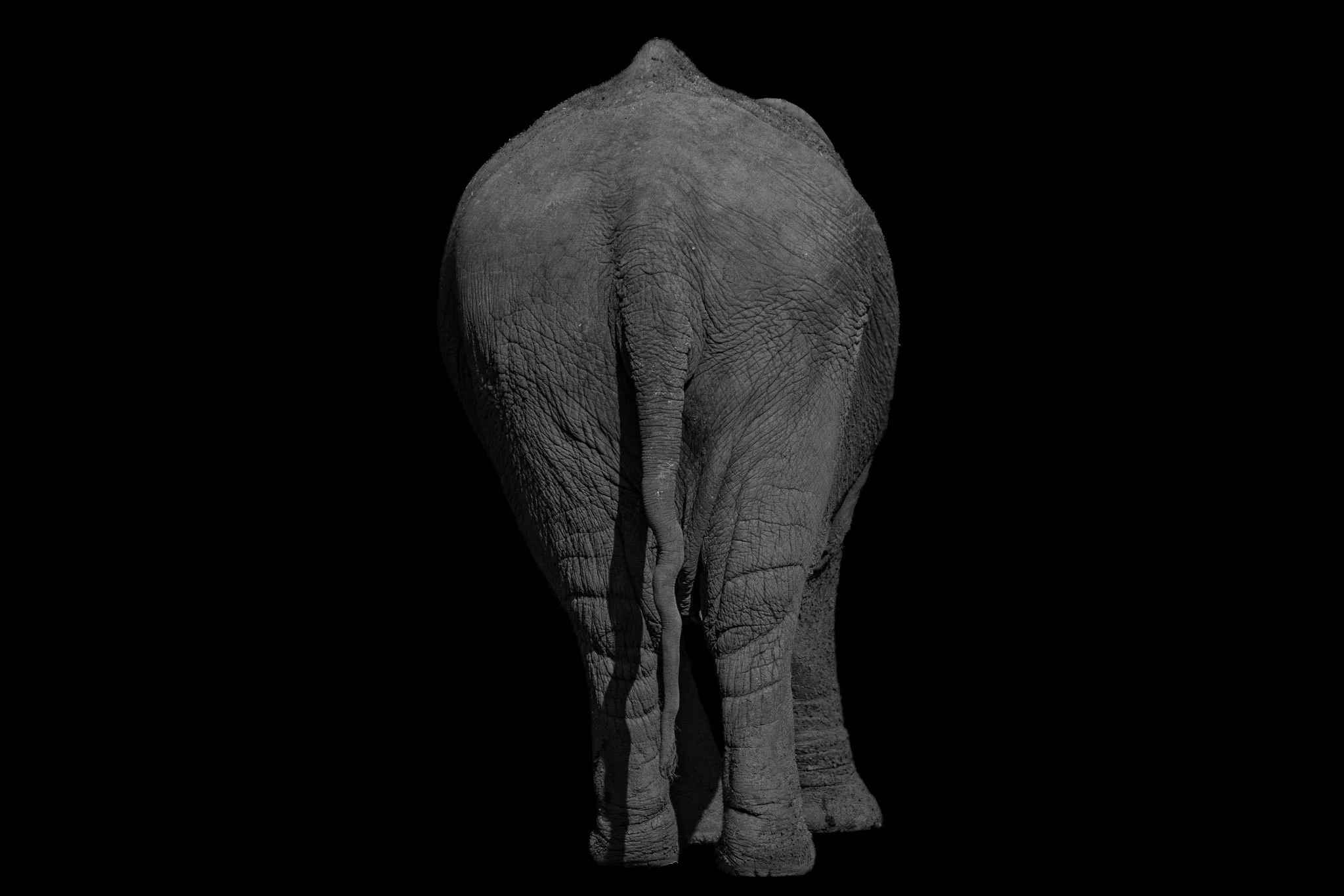 Lucy - Asian Elephant