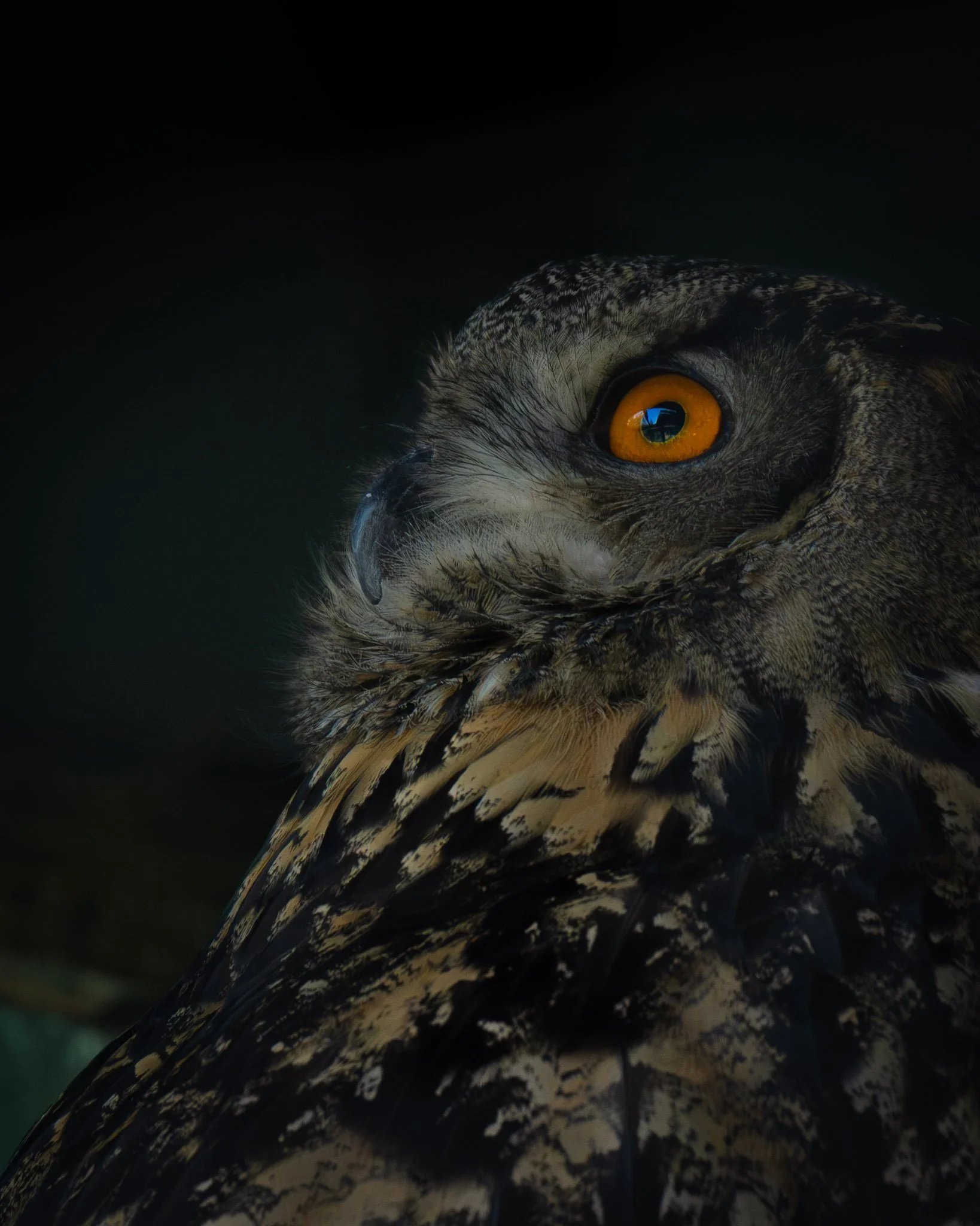 Great Horned Owl