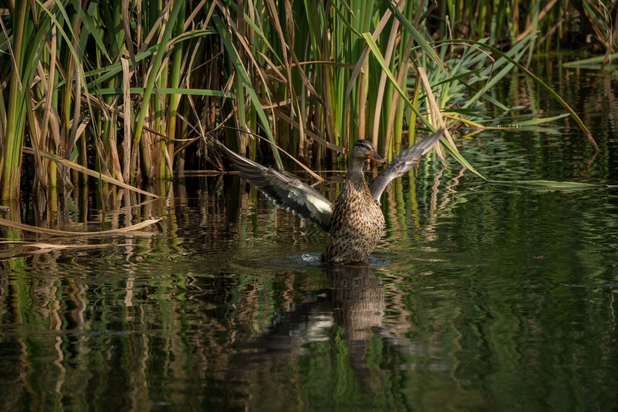 Mallard