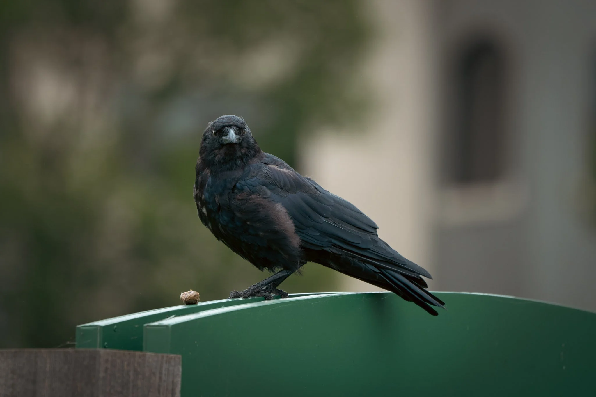 American Crow