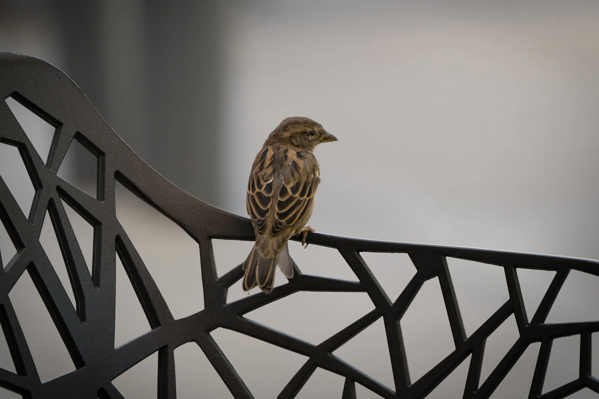 House Sparrow