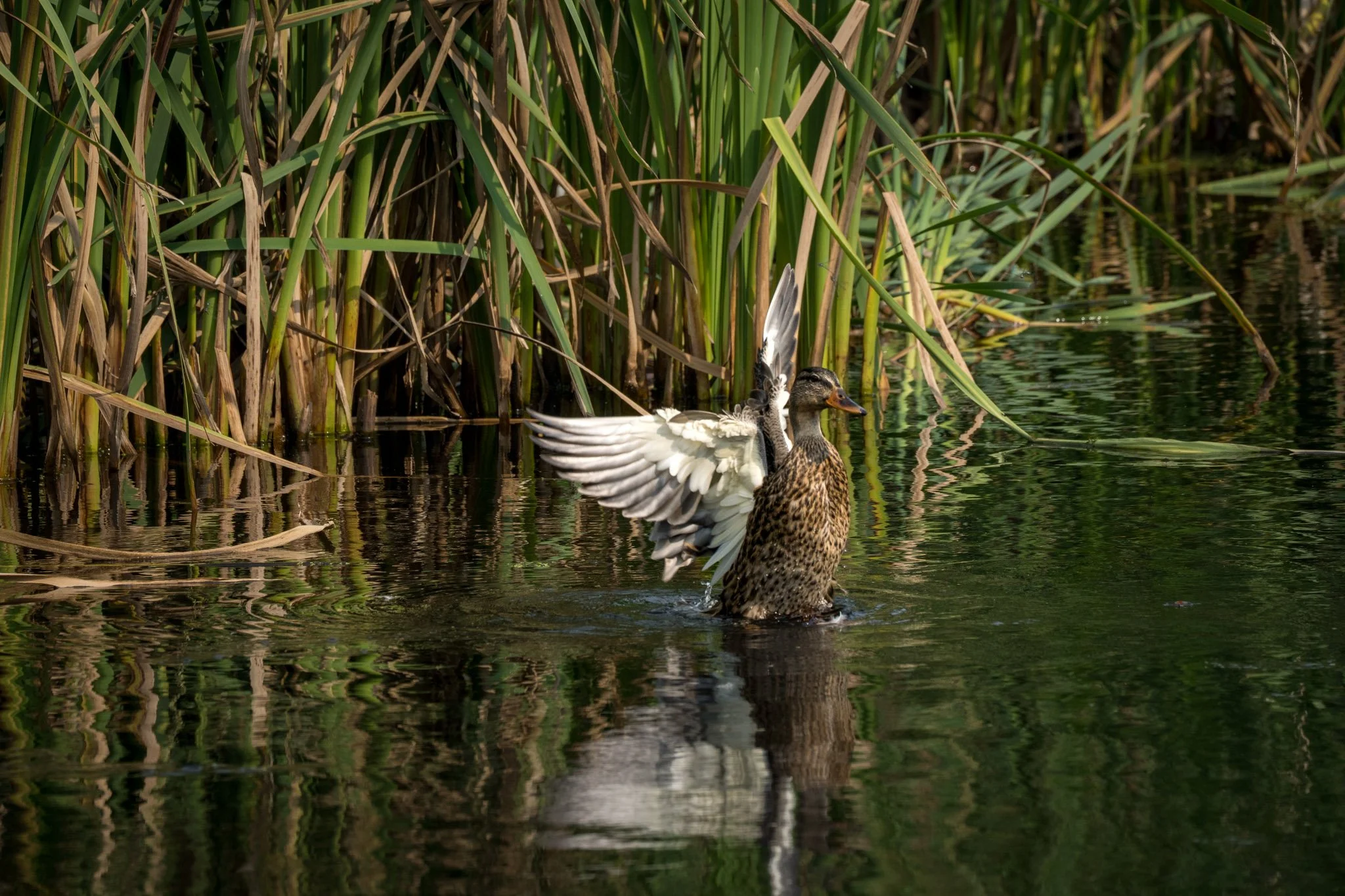 Mallard