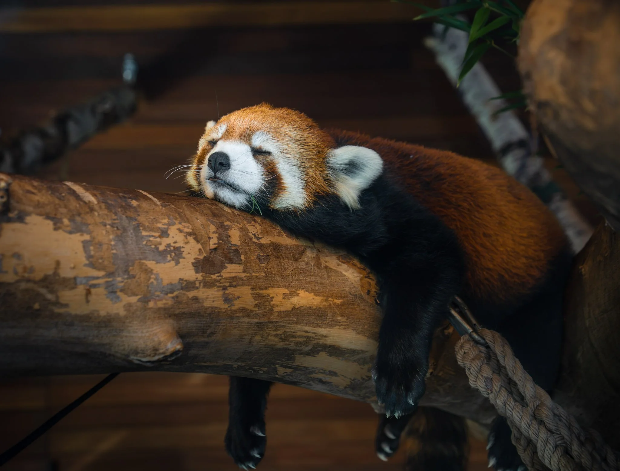 Red Panda