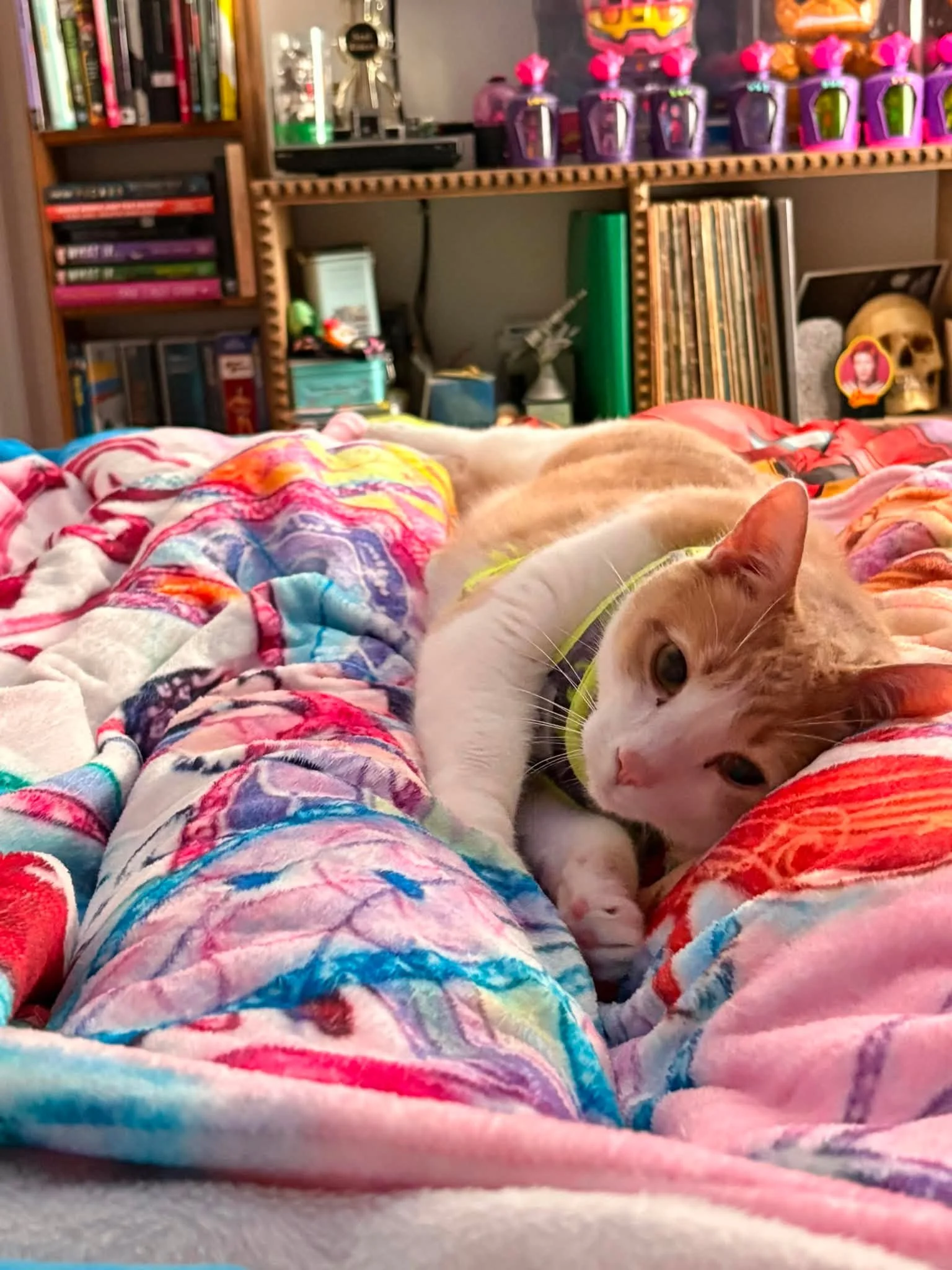 Percy made biscuits against my leg. He might actually love me.