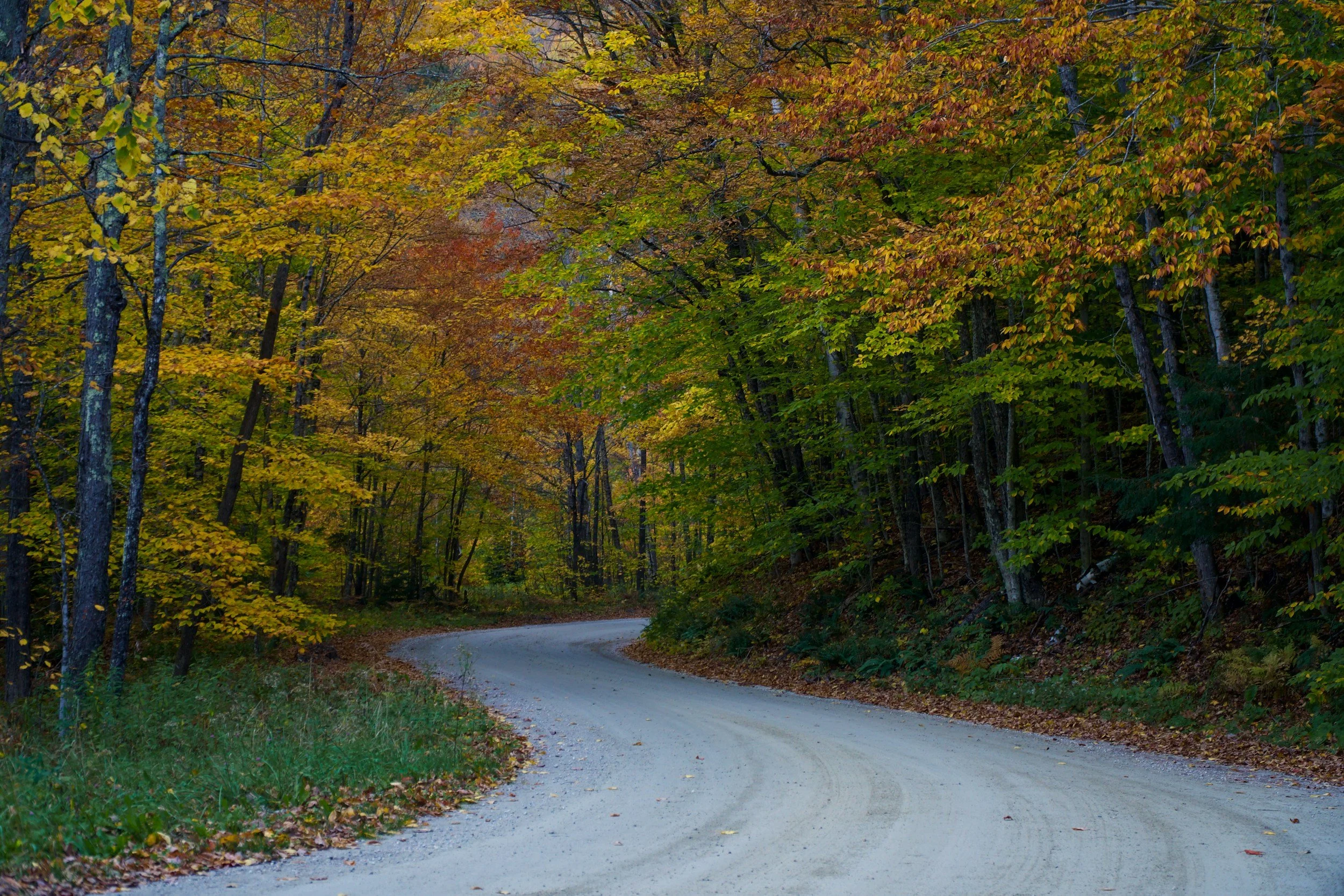 A winding gravel road through a dense forest with trees in shades of green, yellow, and orange, indicating autumn.