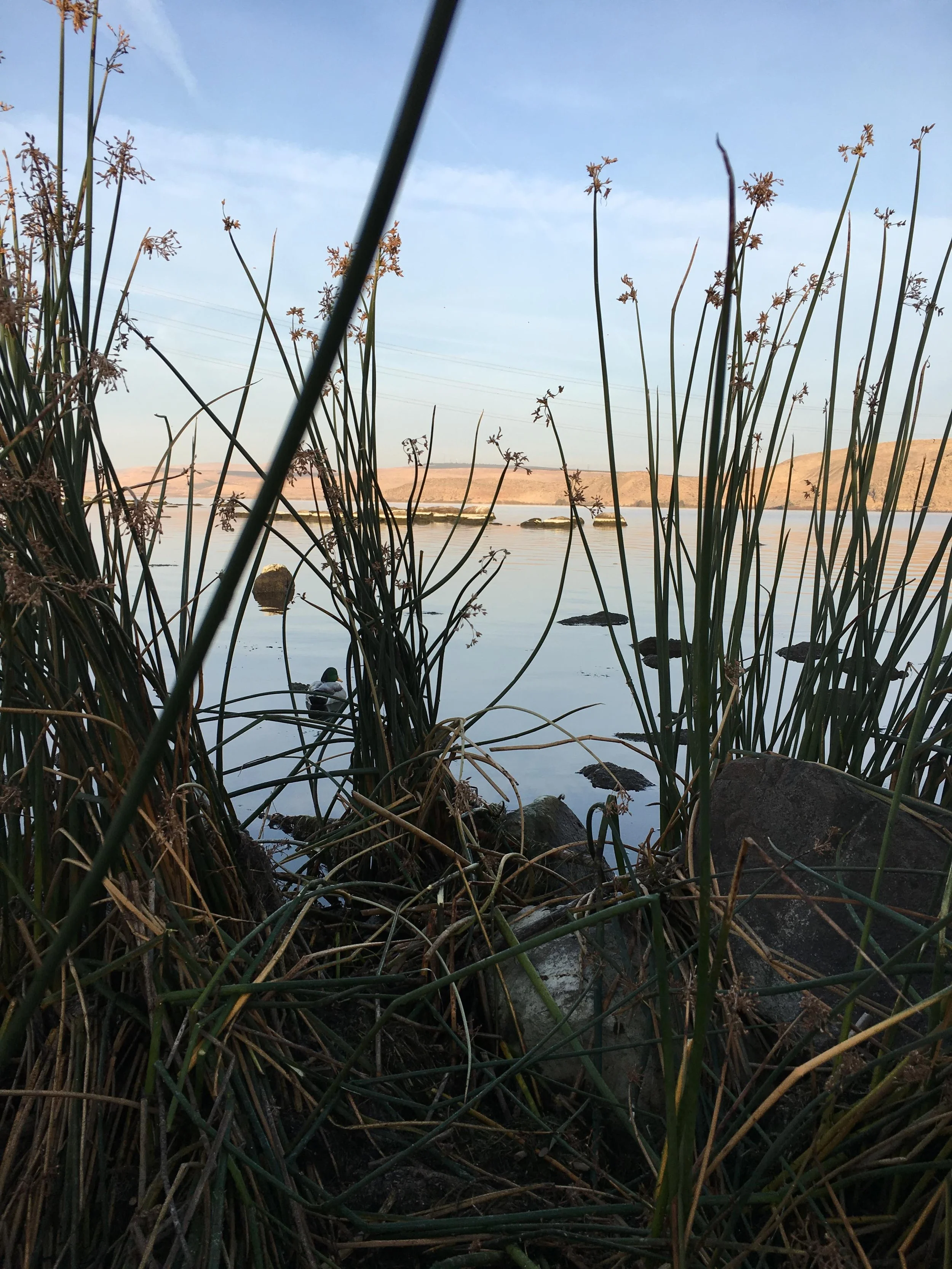 30 Minute Consultation - Free