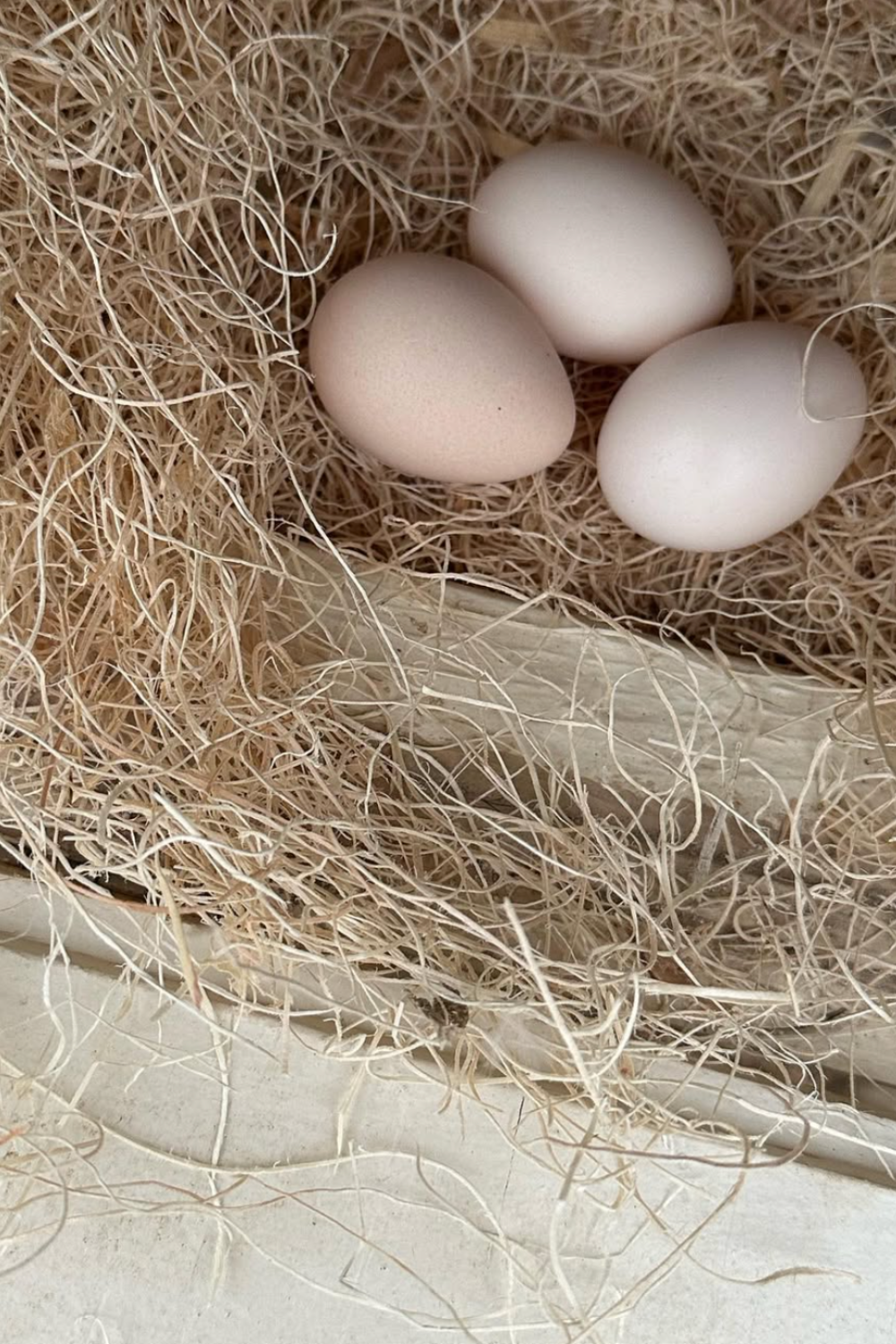 Keeping Hens