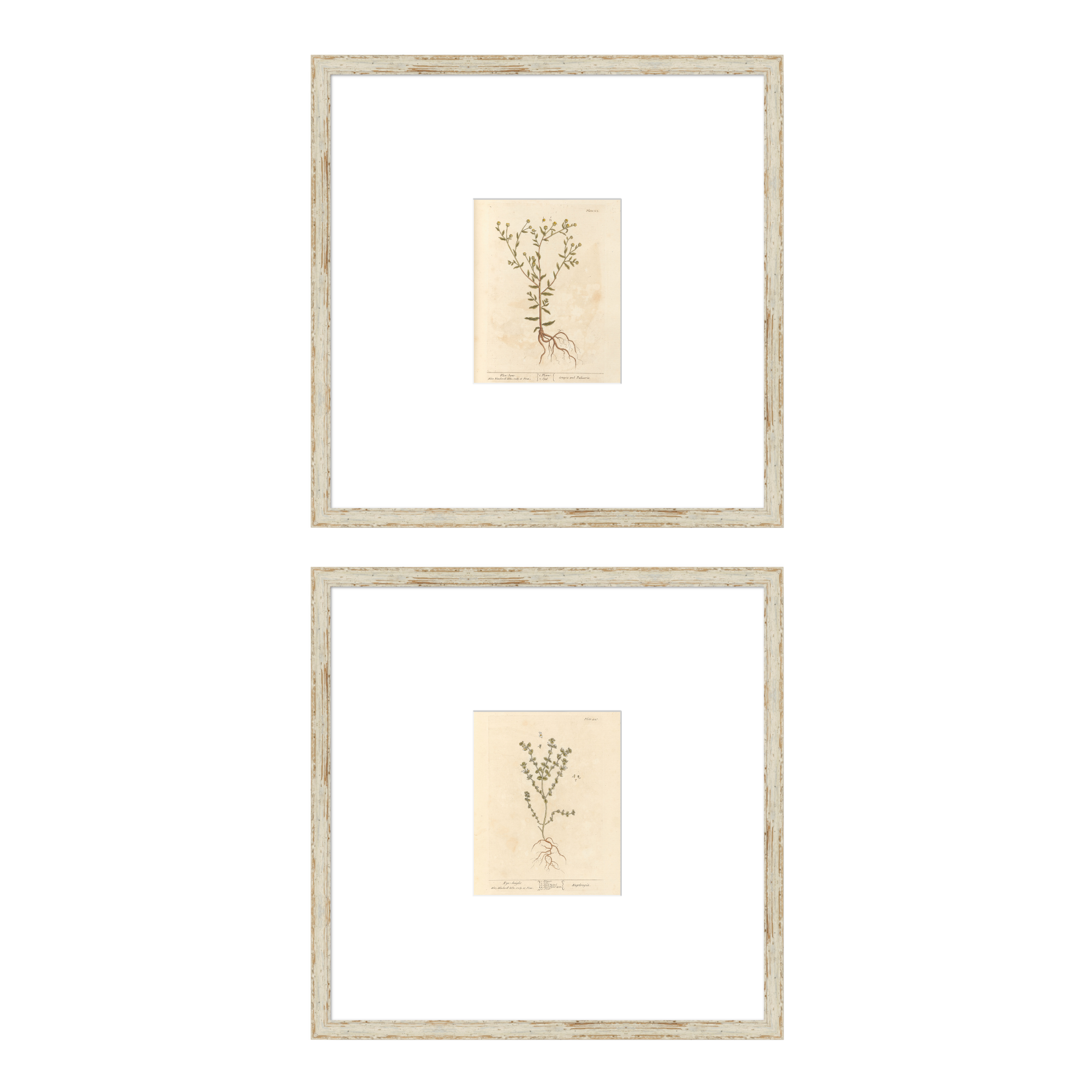 Antique Botanical Collection | Set of Two Digital Prints