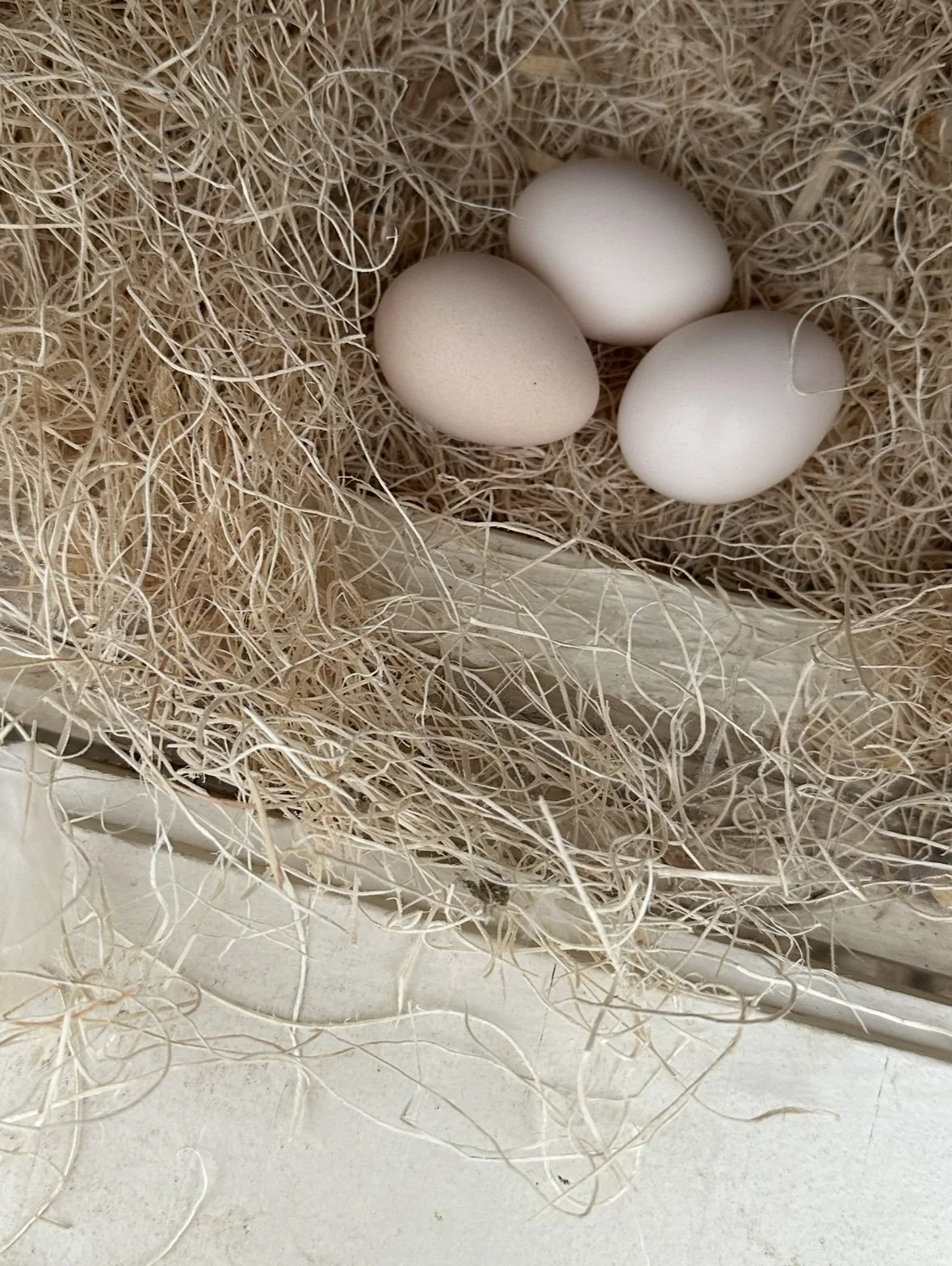 Coming Soon: Local eggs & seasonal produce