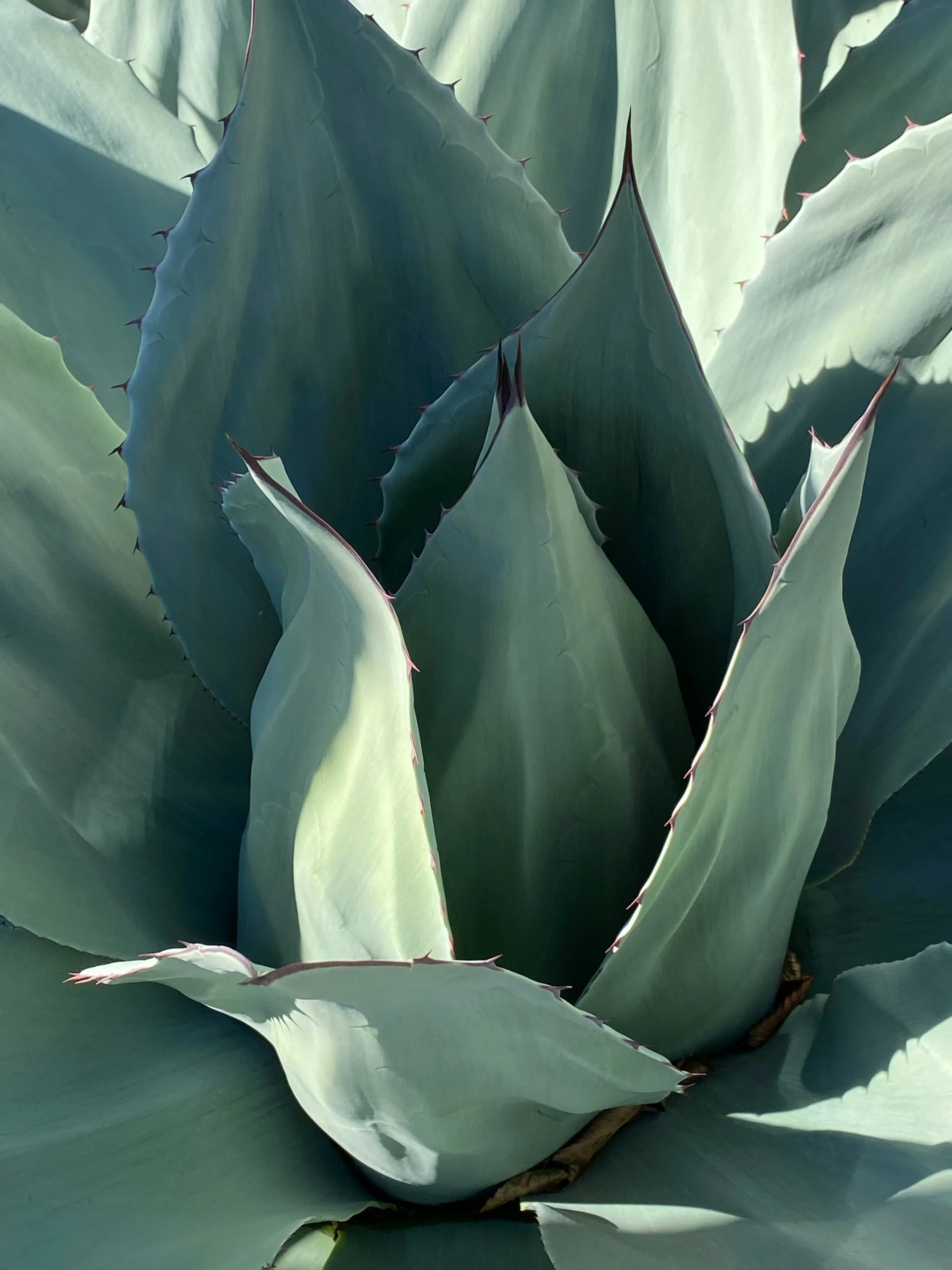 Close-up of agave plant with thick, pointed, bluish-green leaves with spines along the edges.
