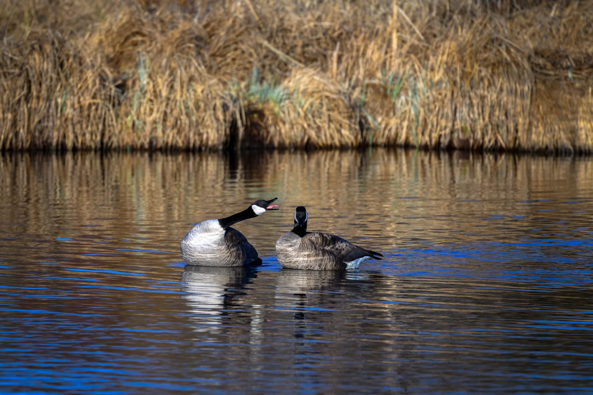 _Z8P0313-225-Edit.jpg