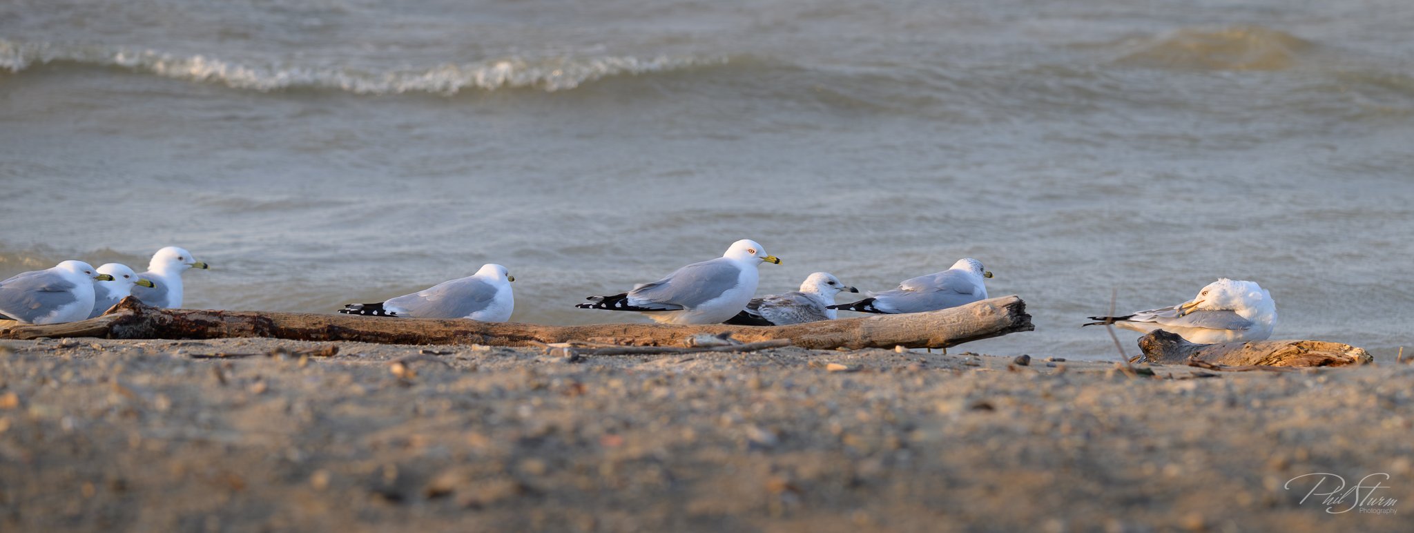 Fairport Harbor Sunset &amp; Seagulls