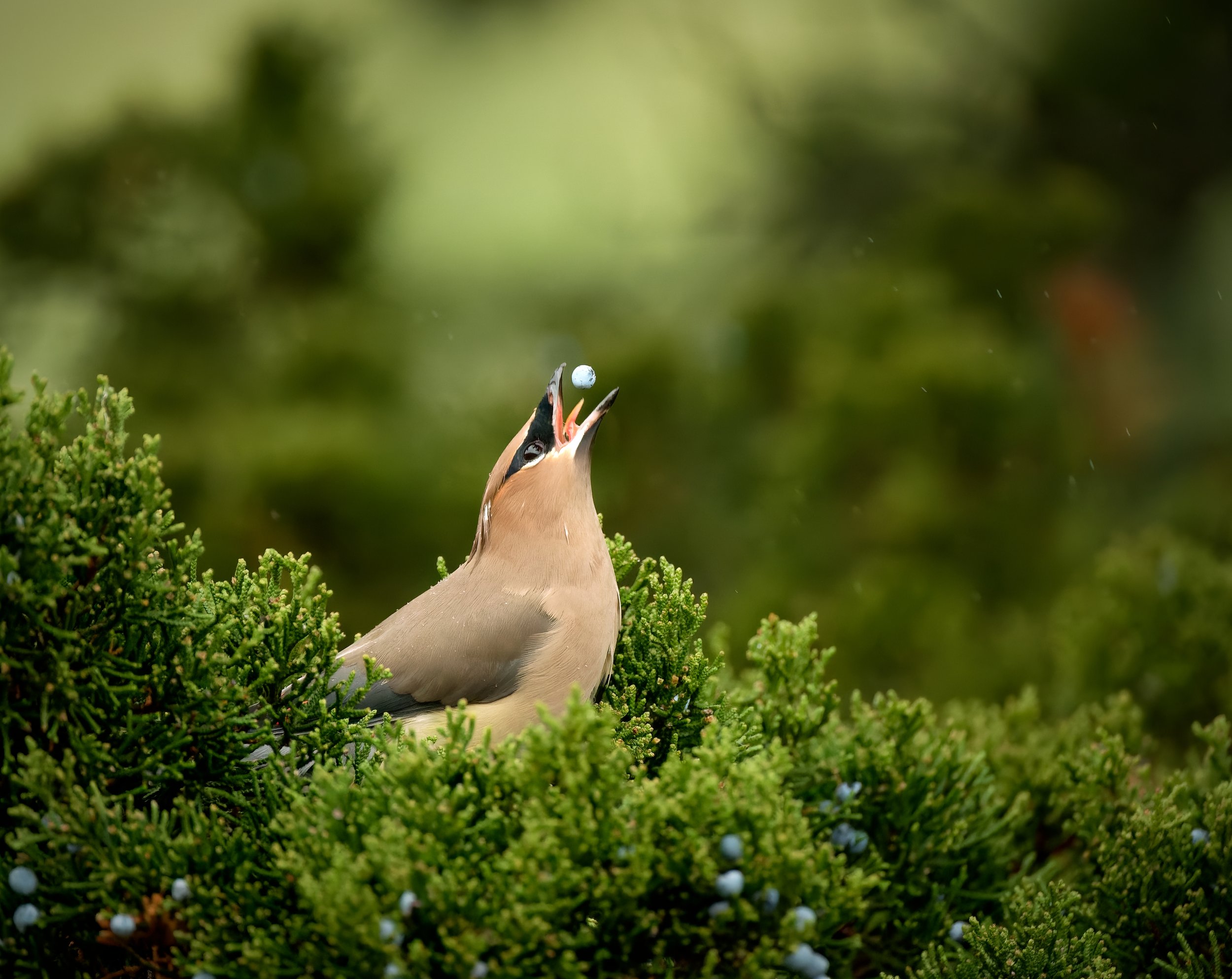 WaxwingsFullSz_1079.jpg