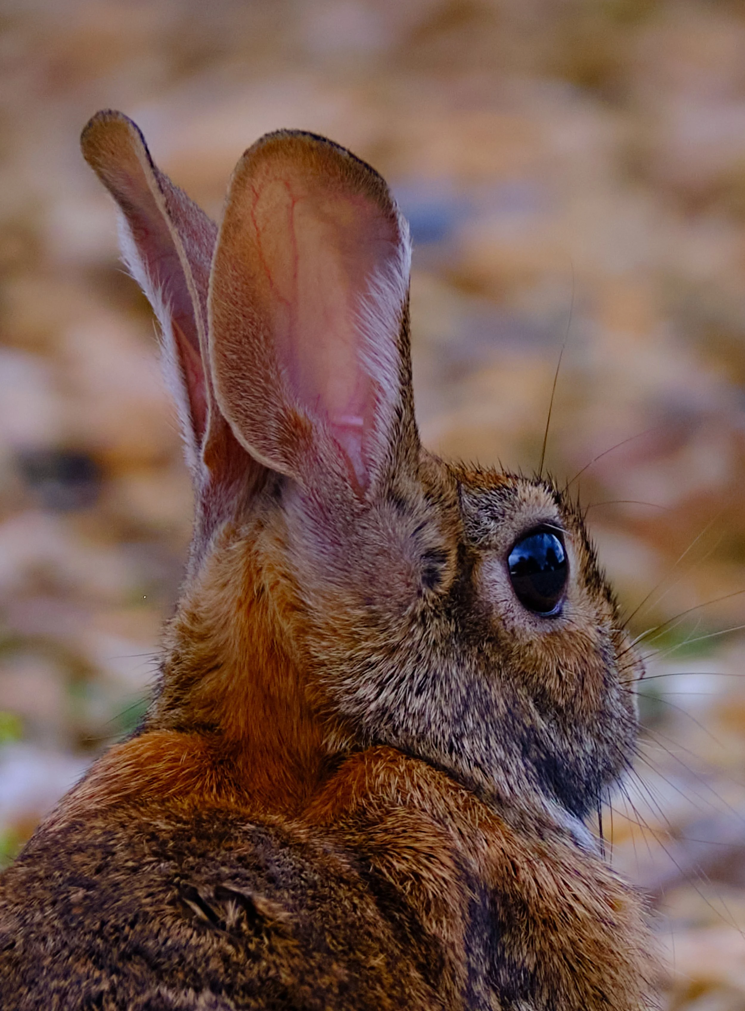 BunnyEars.jpg