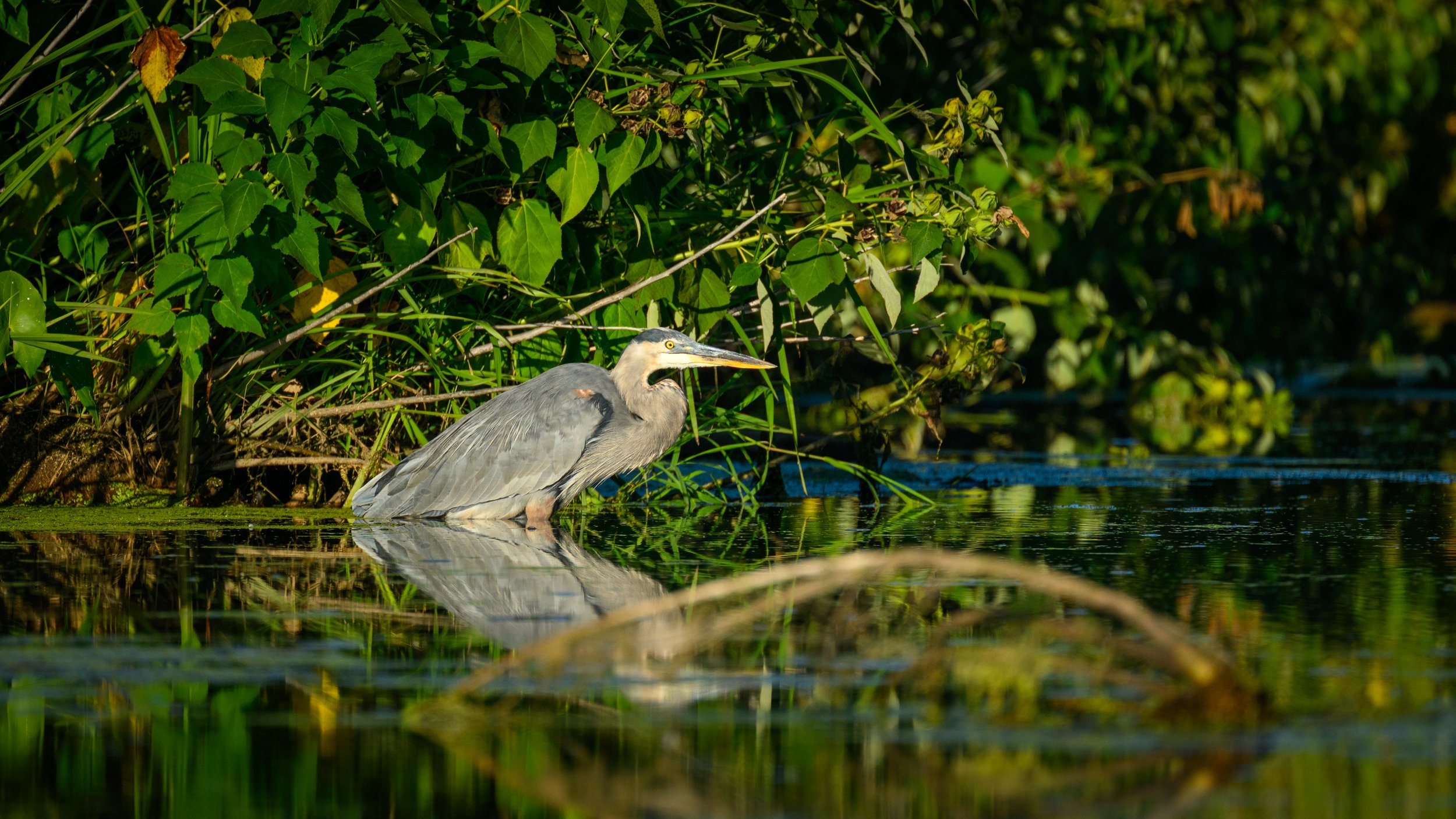 Blue-Heron-Chillin.jpg
