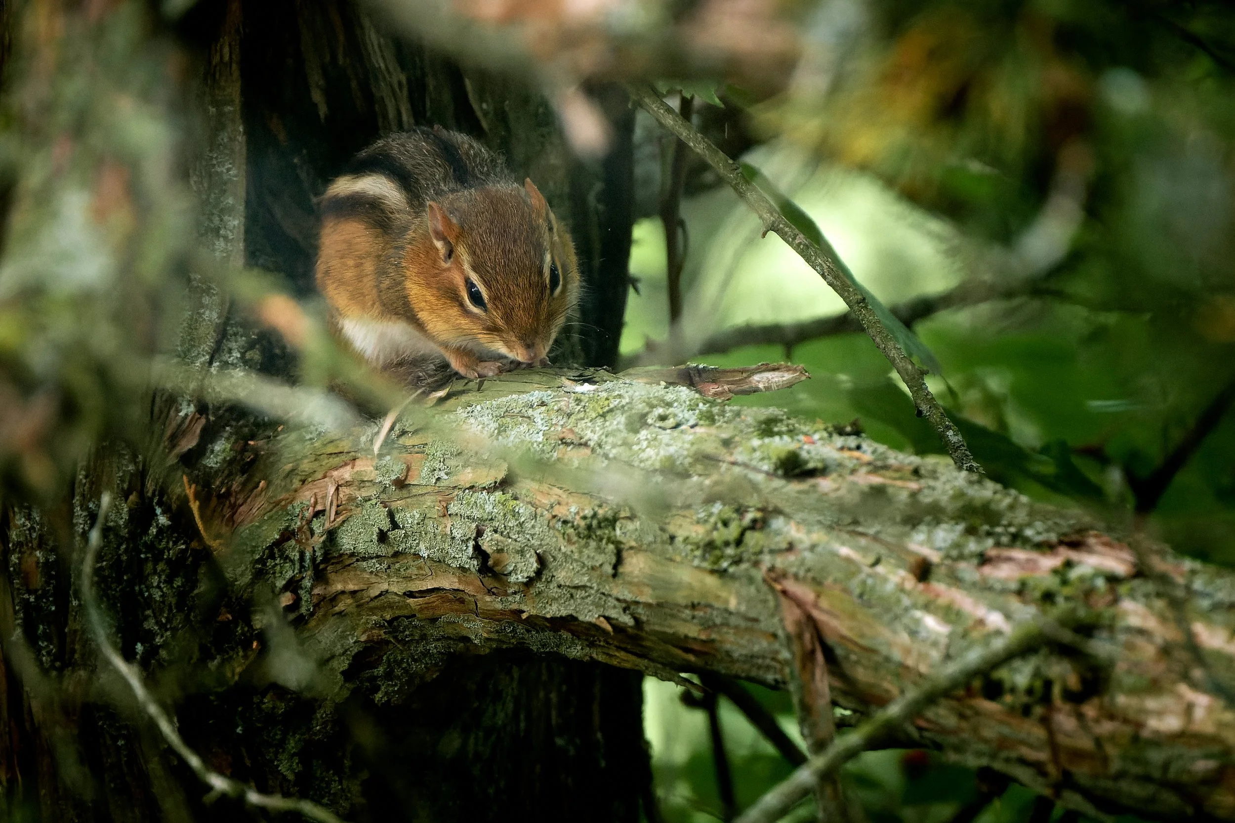 Photos__DSF0928-RAF_DxO_DeepPRIMEPrint Full Size_006.jpg