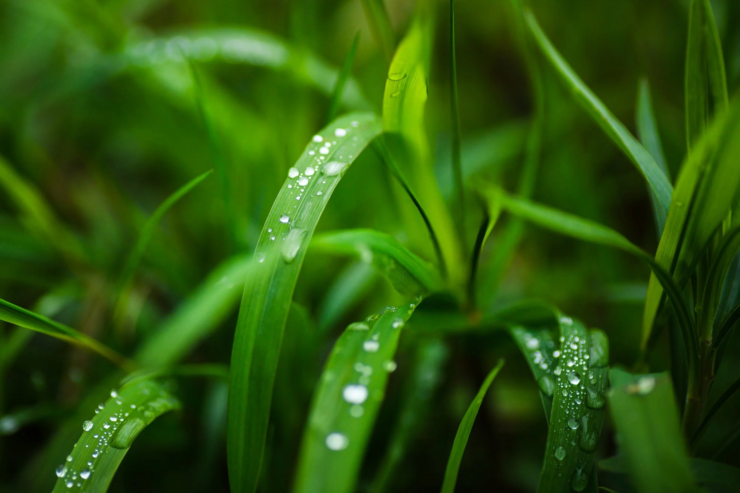 _D850285-Edit.jpg