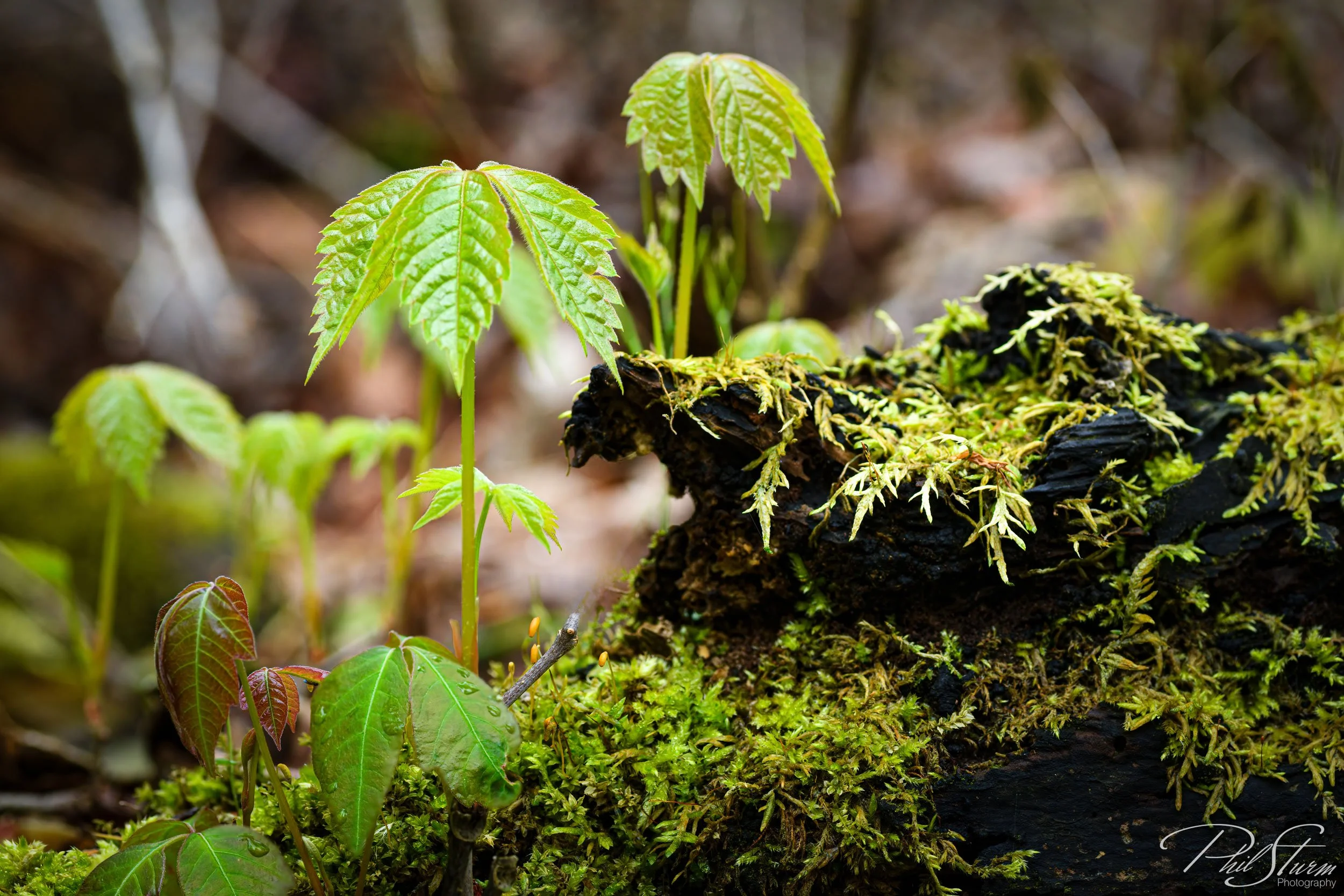 _D850071-Edit-Edit.jpg