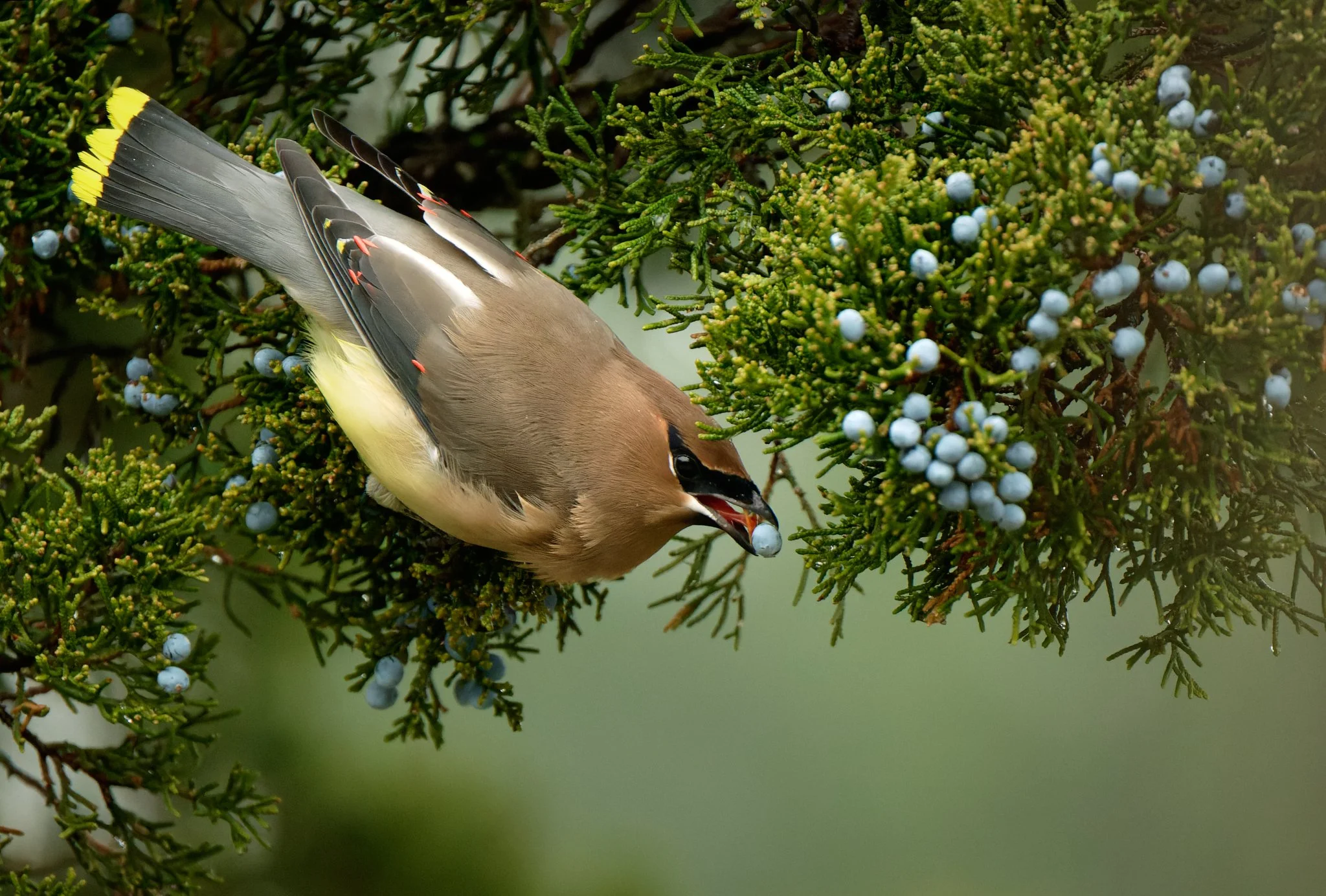 Waxwings2048px_ 58.jpg