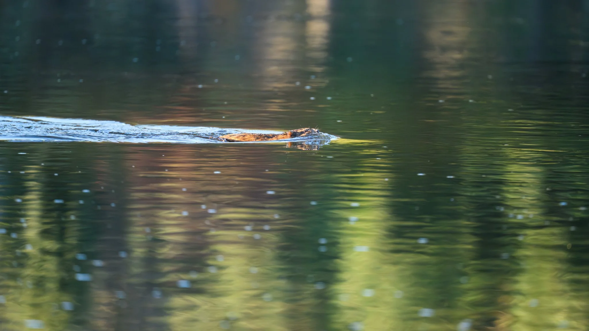 _Z8P0253-165.jpg