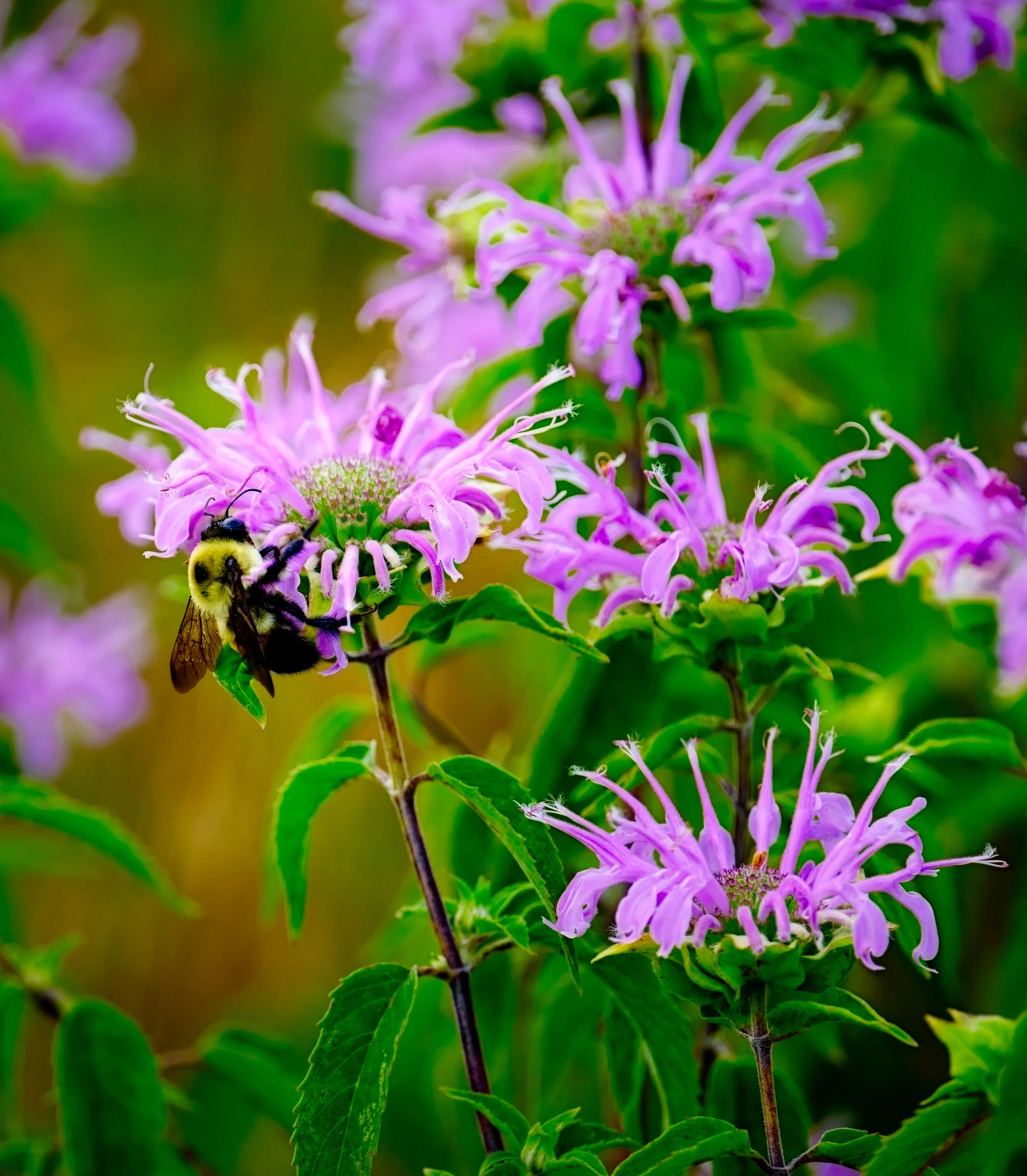 jMU-Flowers-Bee.jpg