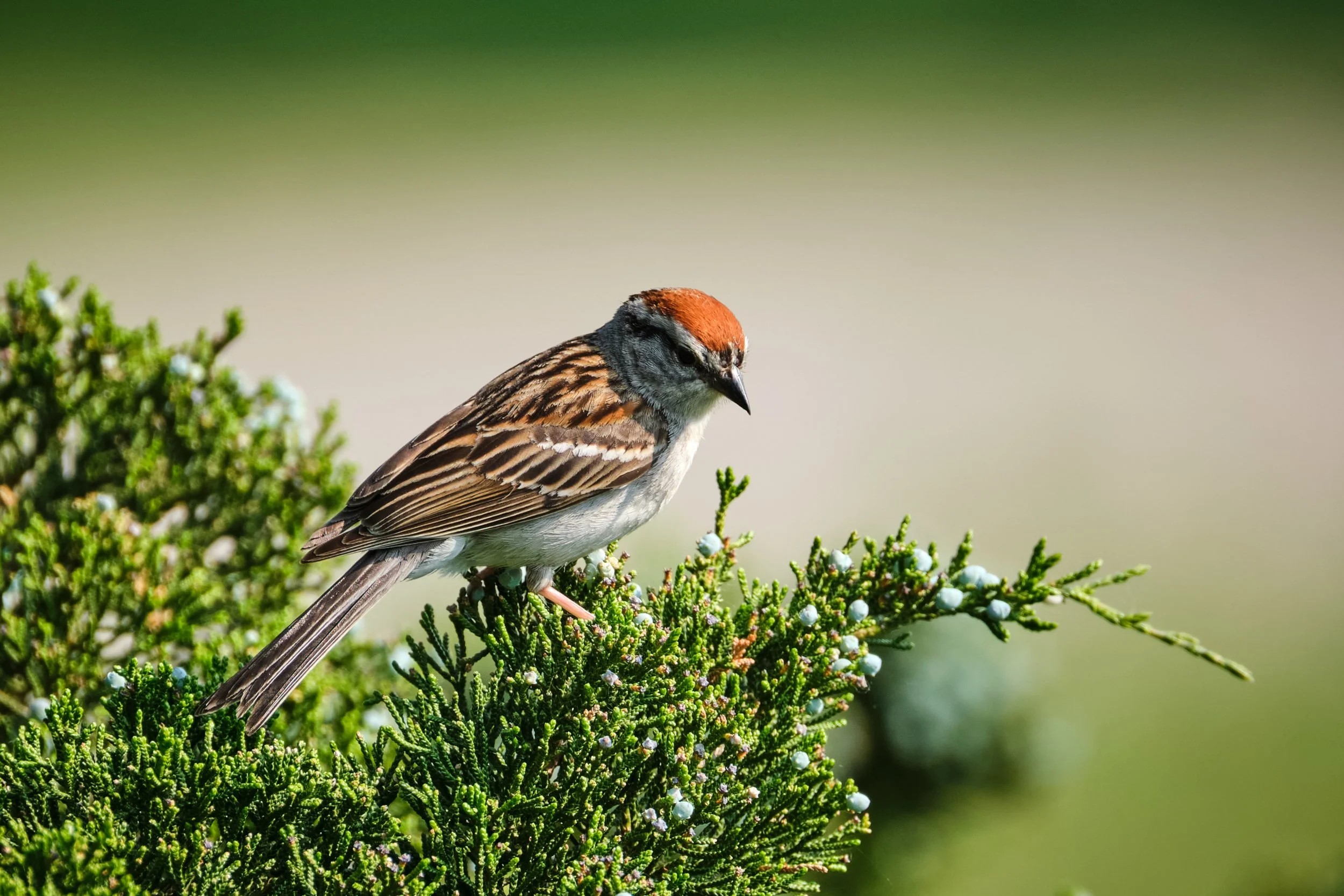 z6__DSF8469Print Full Size_002.jpg