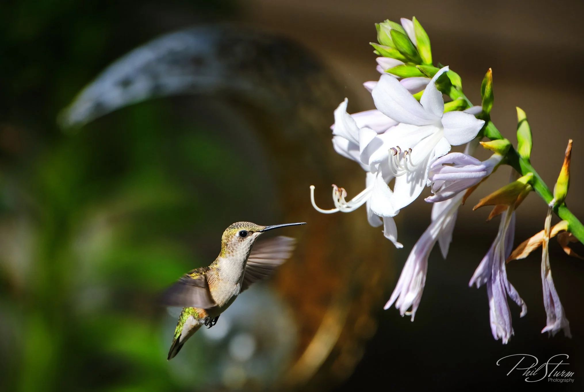 Hummingbird-2500px-signededit.jpg